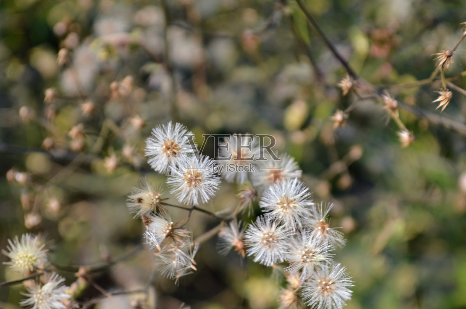 Cyanthillium cinereum是向日葵科的一种多年生植物。也被称为小铁草。灰白色的麻状灌木。菊科一年生植物。集群花序。照片摄影图片