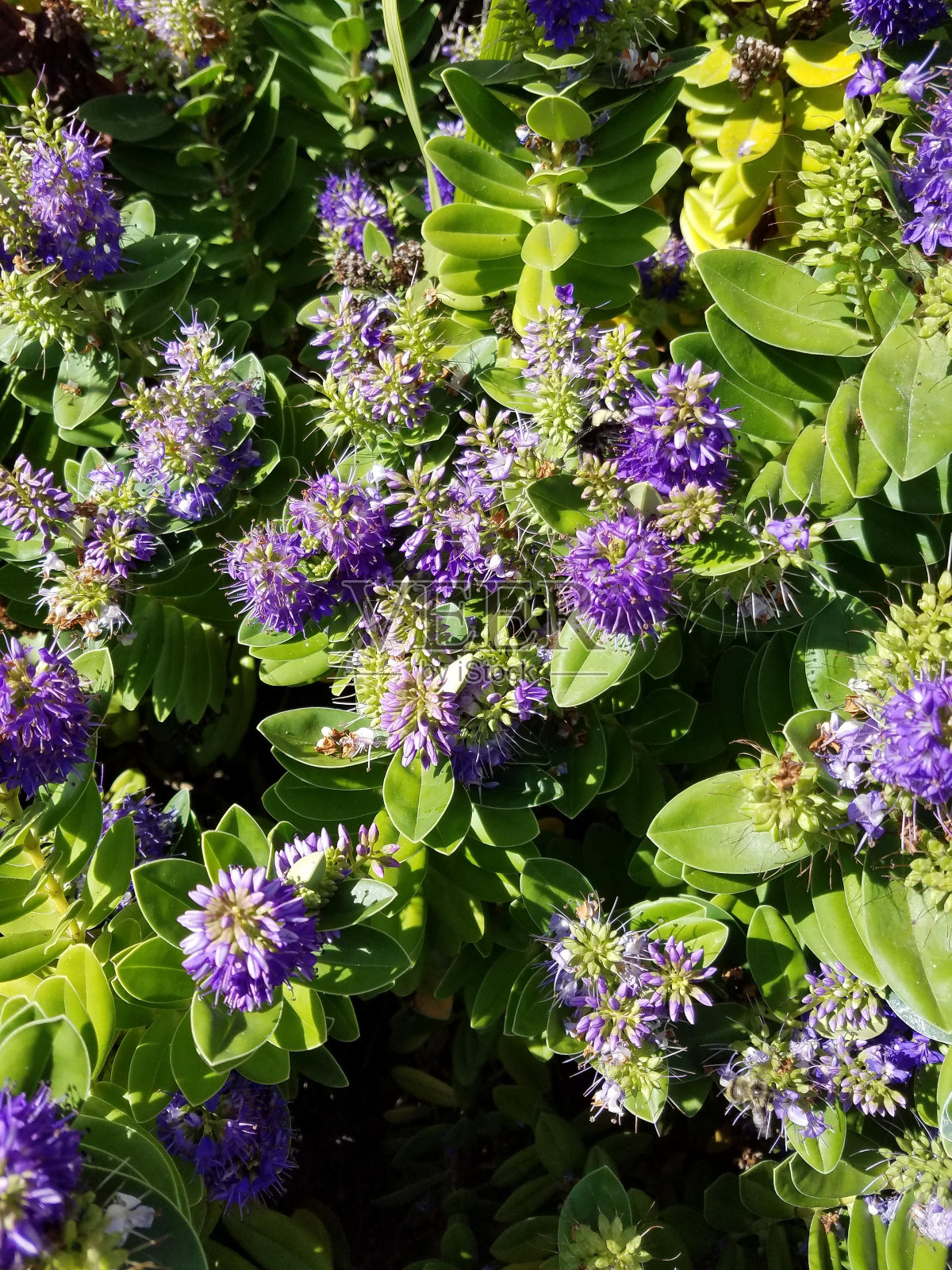 花植物蓝紫色花瓣地被植物照片摄影图片