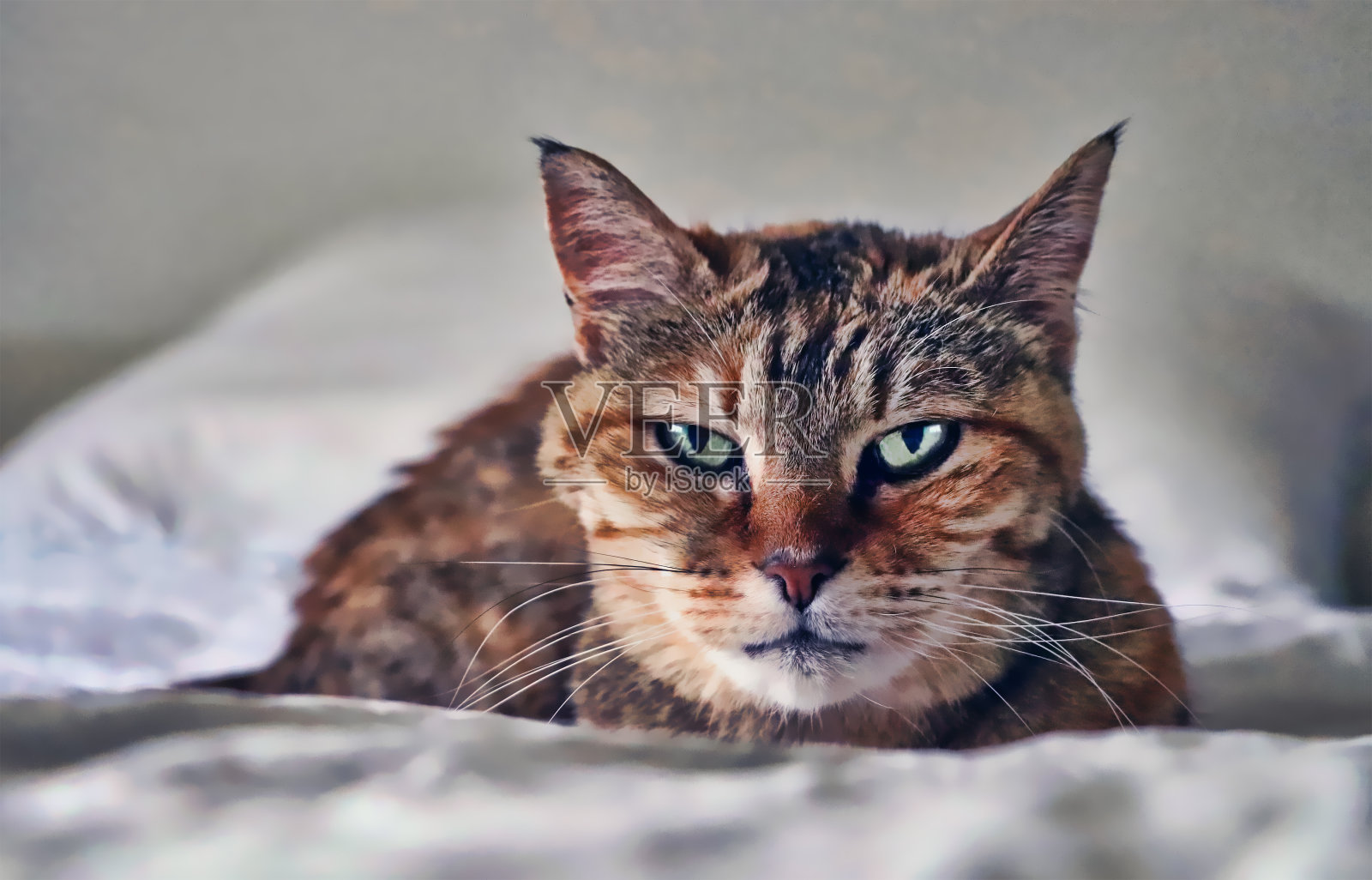 猫阴险的凝视照片摄影图片