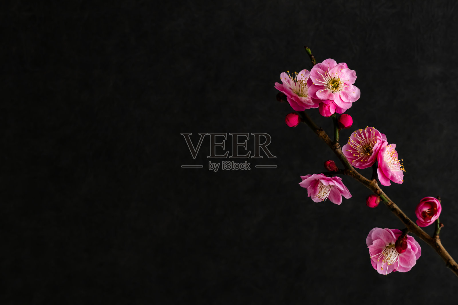 黑色背景上的梅花。日式花背景。照片摄影图片
