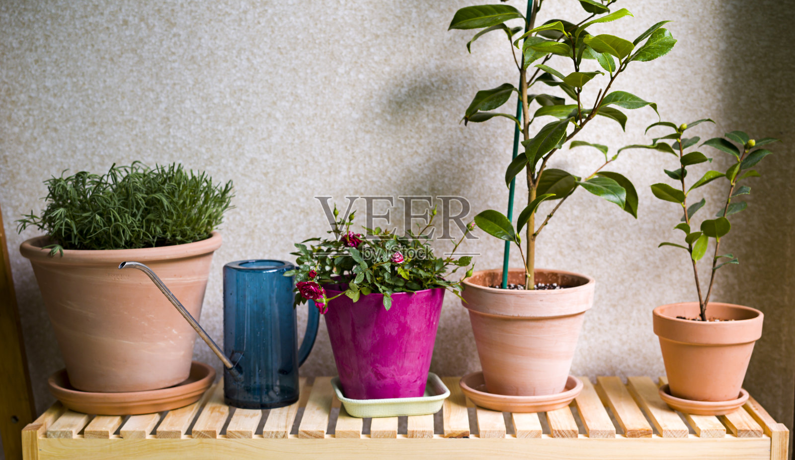 美丽的植物照片摄影图片