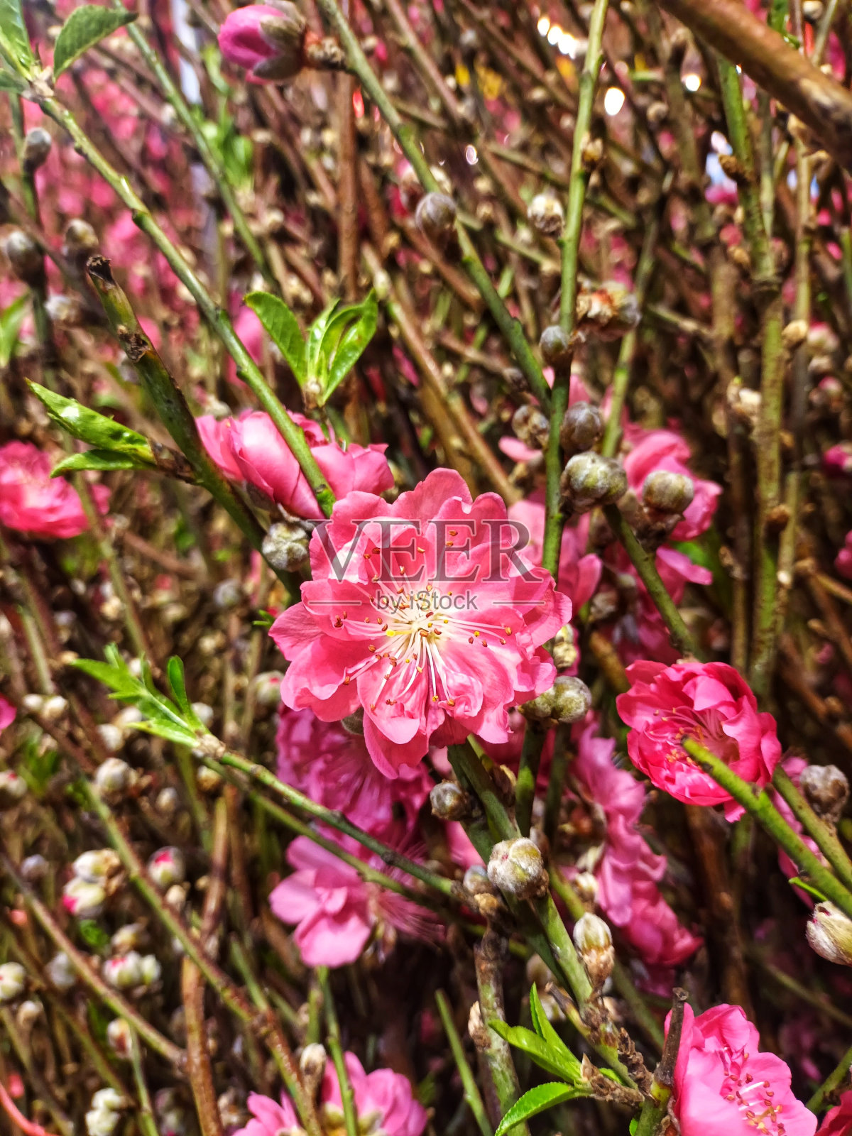 爱梅花照片摄影图片