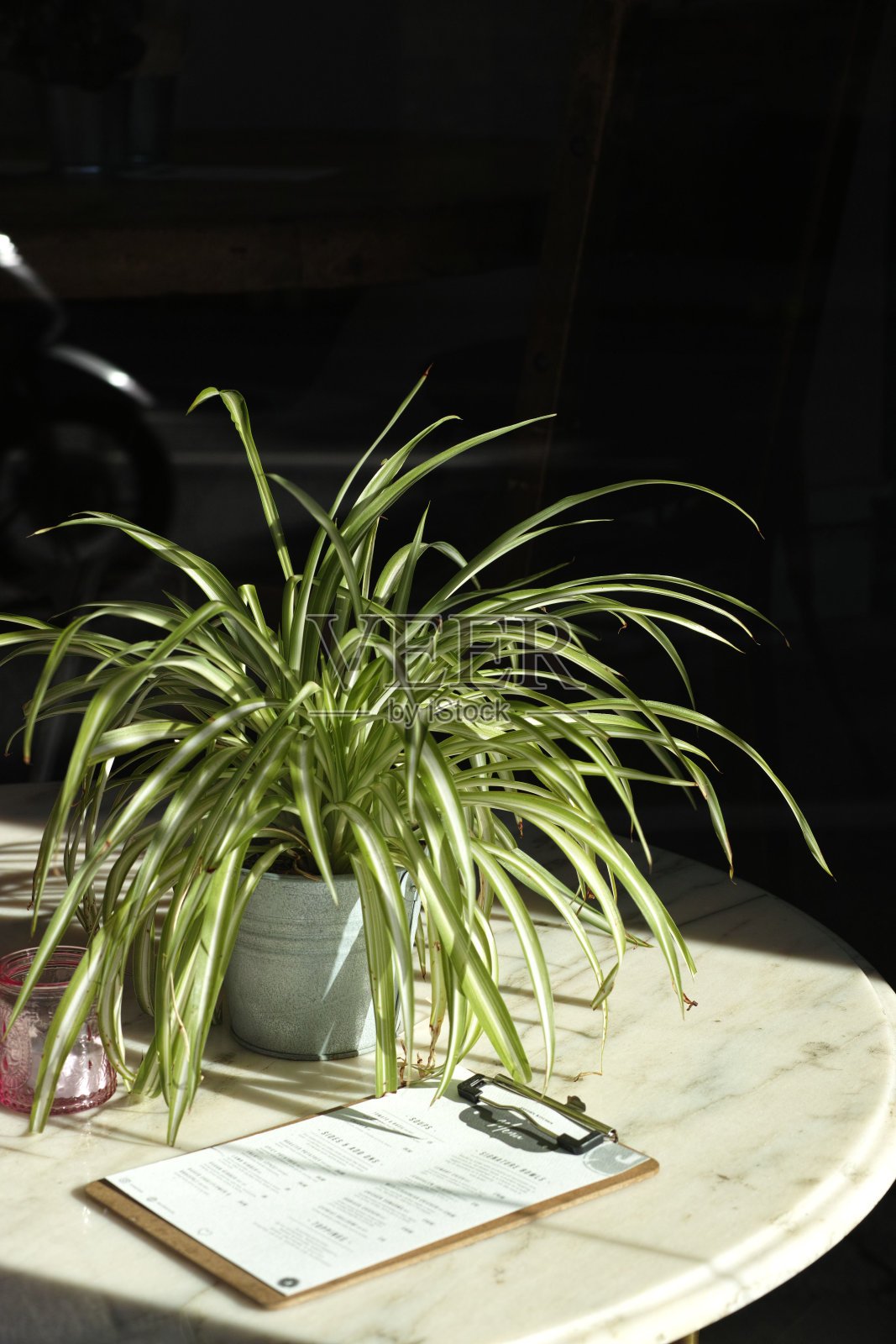 吊兰(吊兰)照片摄影图片