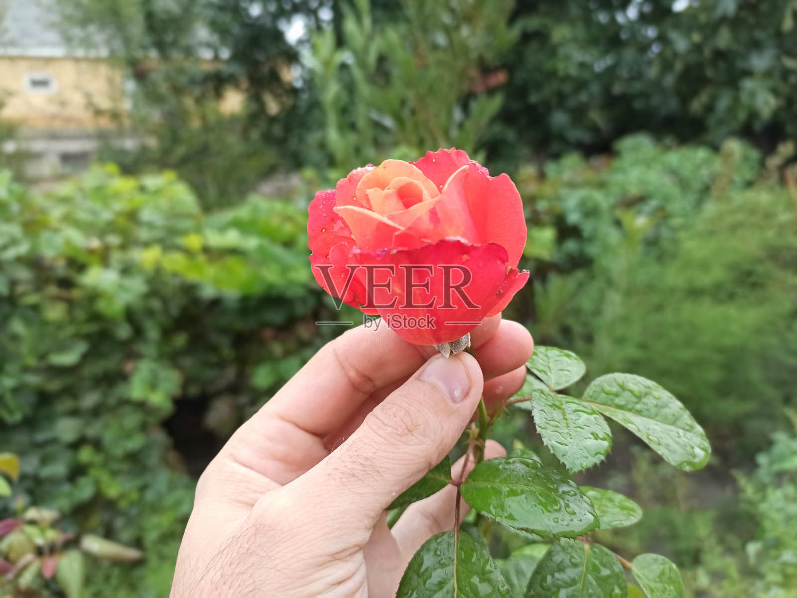 我手里拿着橙色的花照片摄影图片