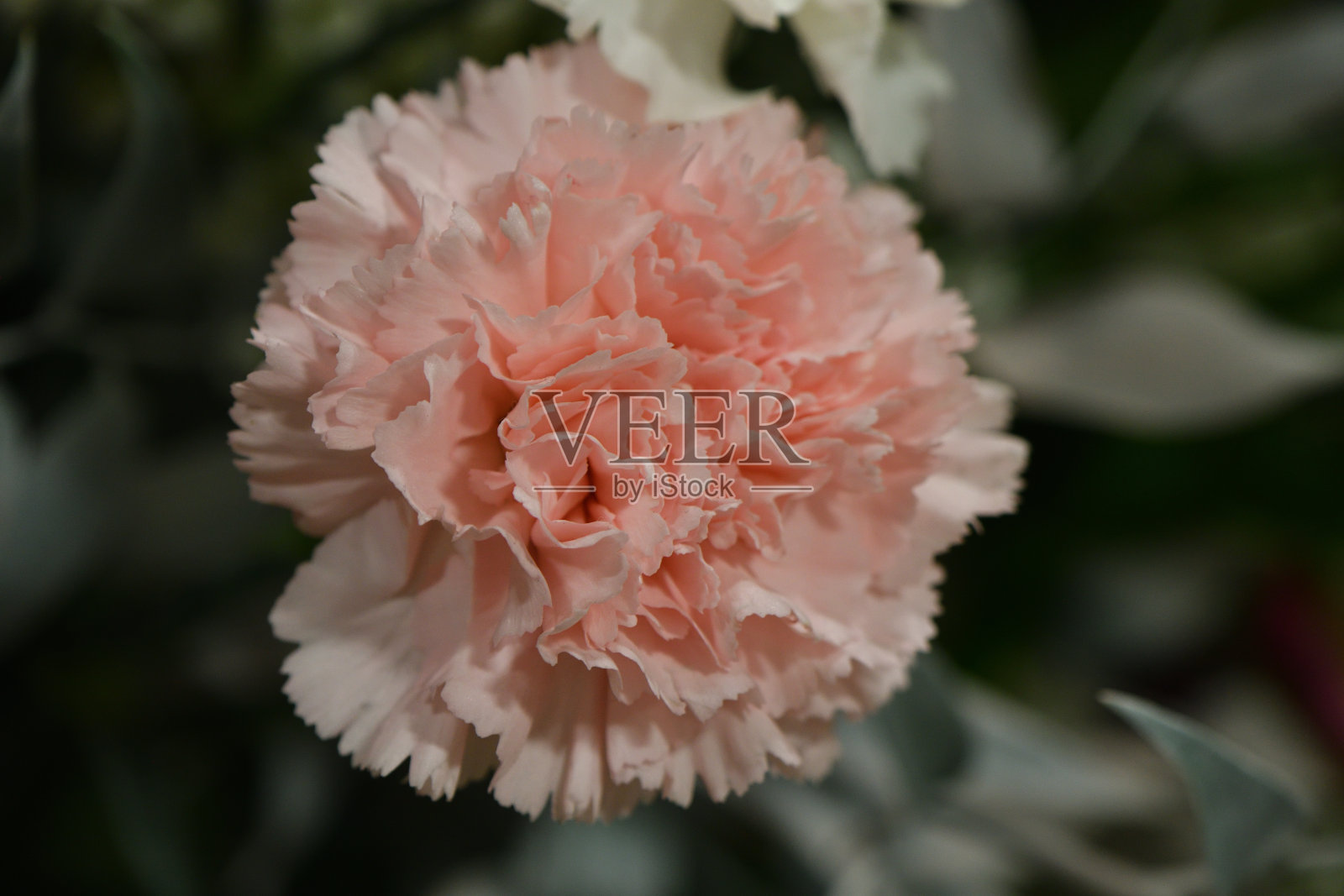 花朵照片摄影图片