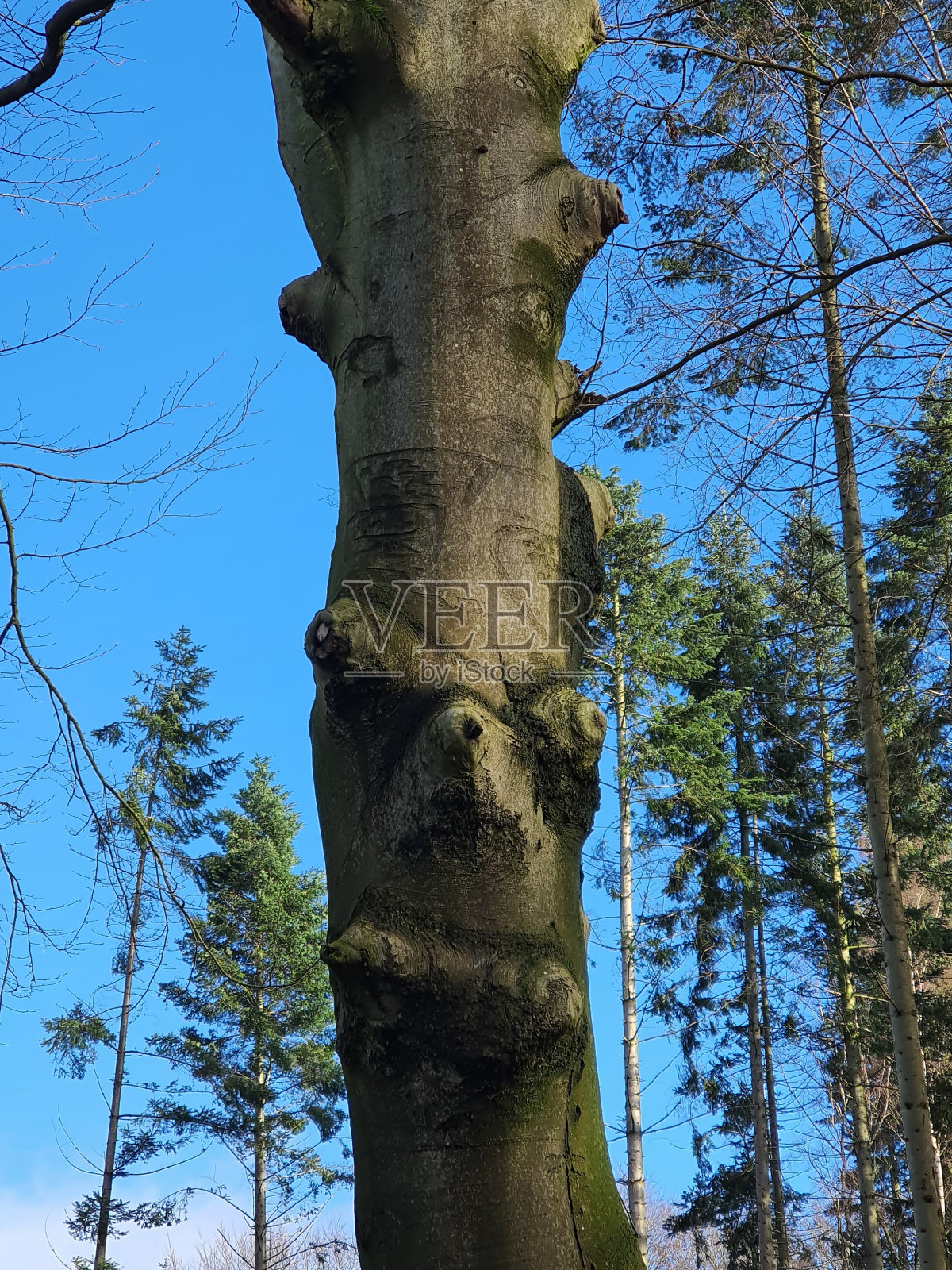 面对树照片摄影图片