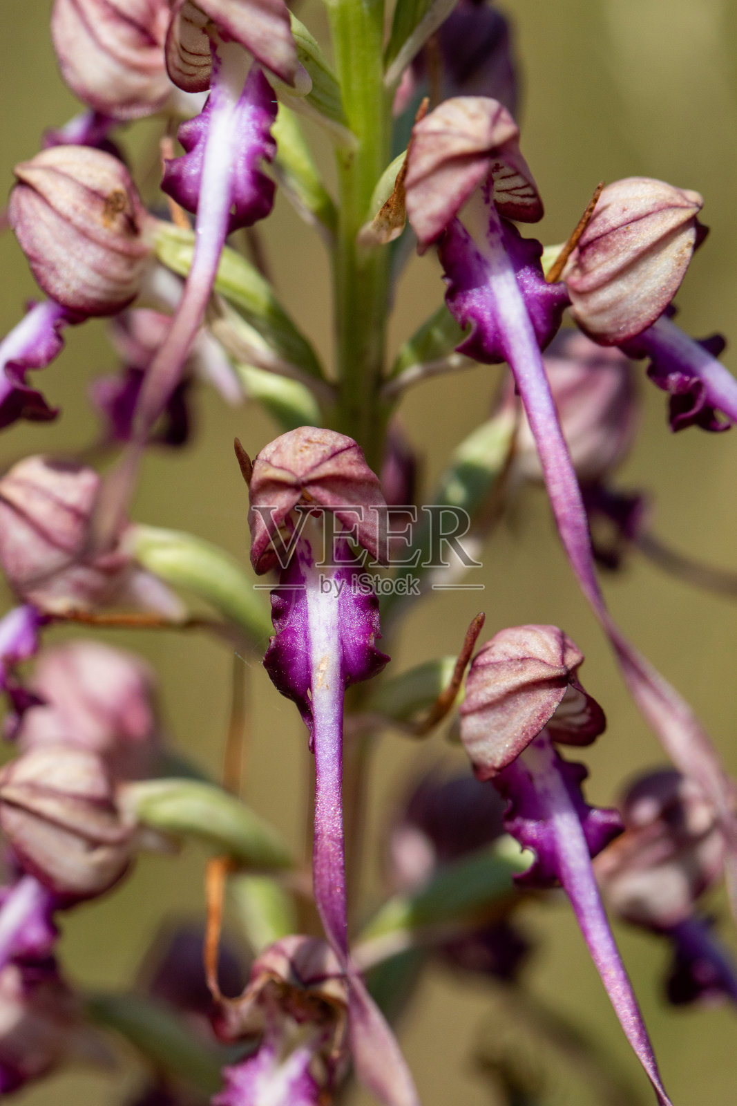 自然生境中的蜥蜴兰照片摄影图片