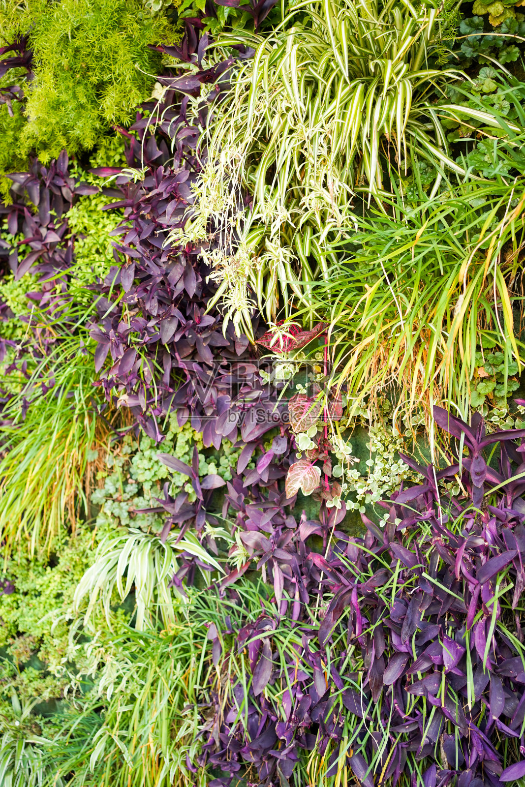 垂直花园照片摄影图片