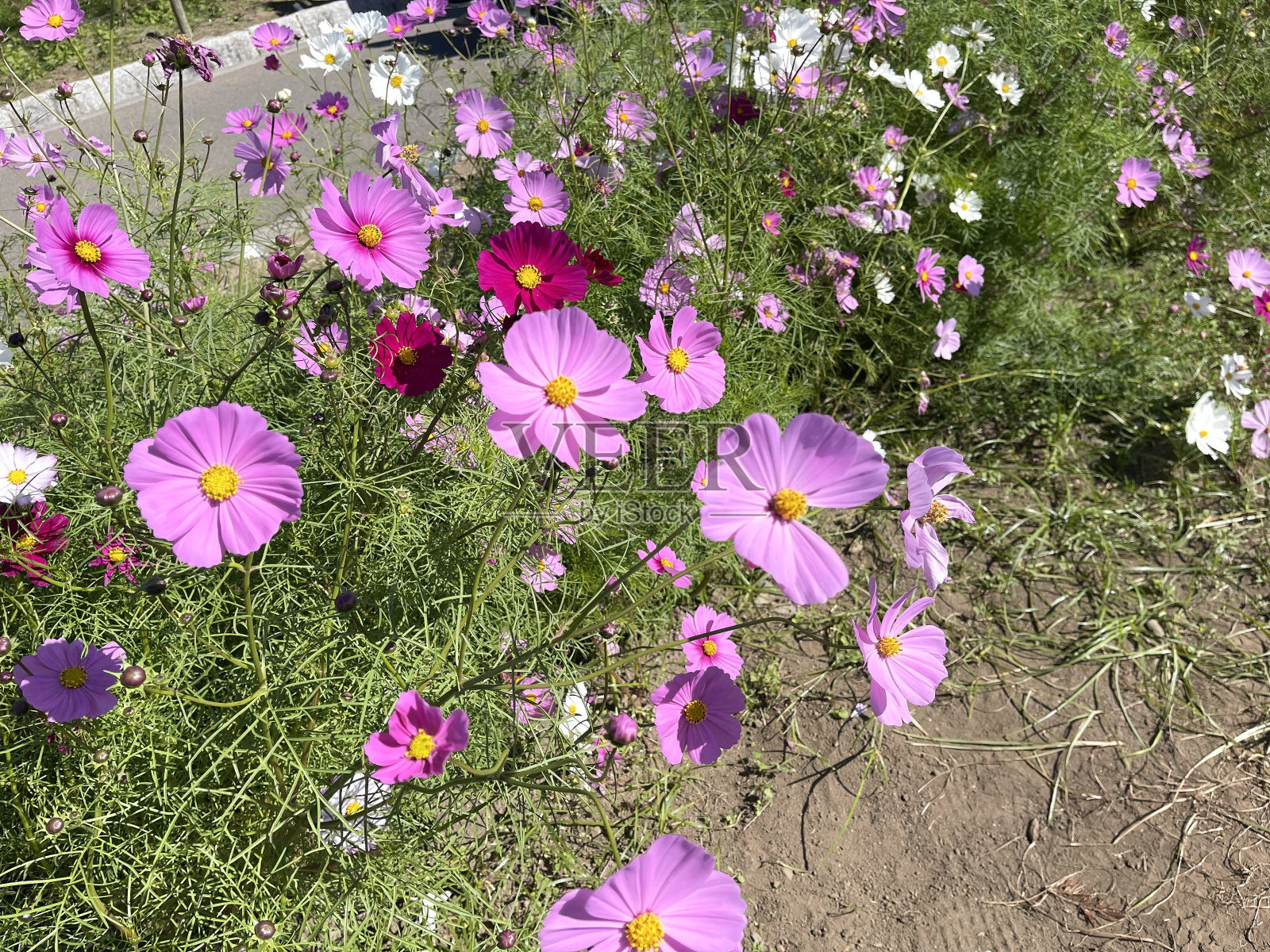 粉红色的宇宙花盛开照片摄影图片