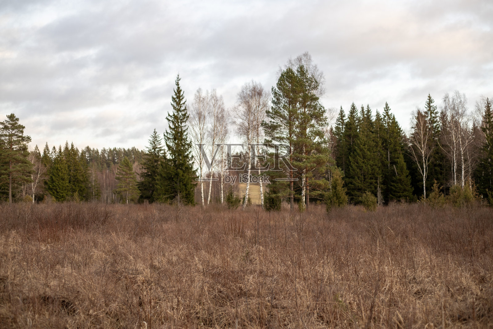 伫立在棕色草丛中的桦树和松树照片摄影图片