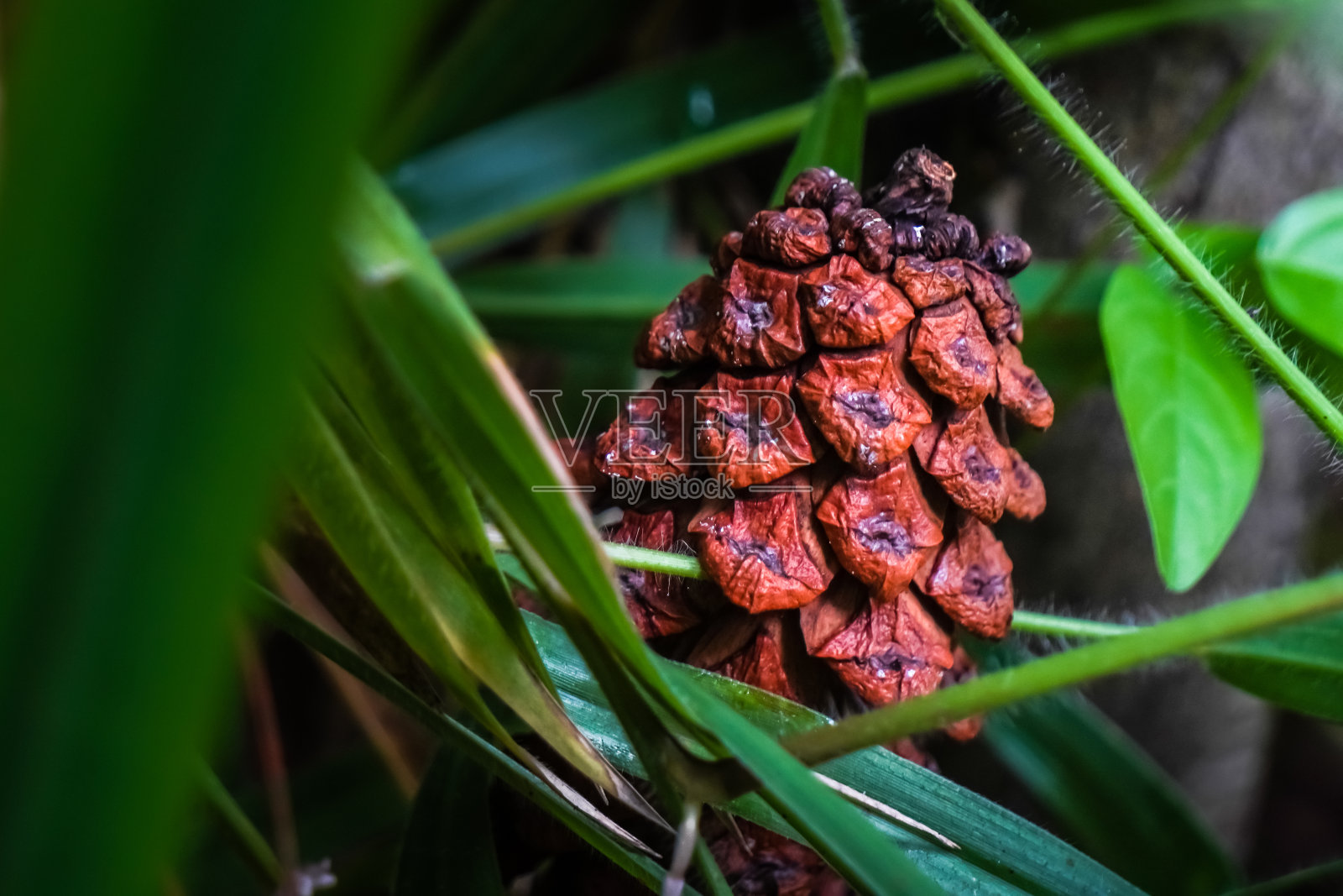 松林中，自然生长的杂草和草地上的松果。空白复制文本空间。世界环境日和地球日的概念。照片摄影图片