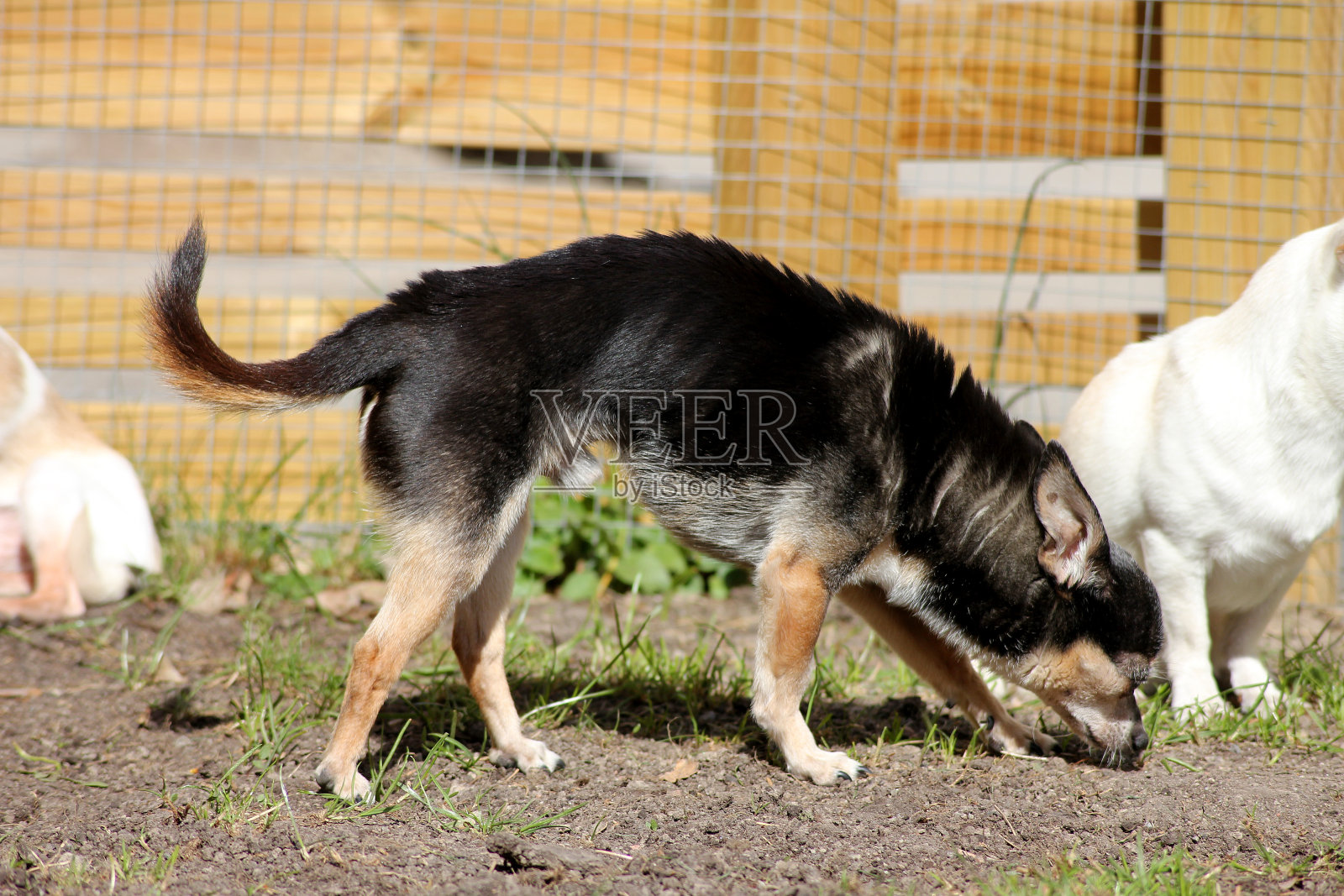 吉娃娃咖啡和他的朋友们在院子里搜寻照片摄影图片