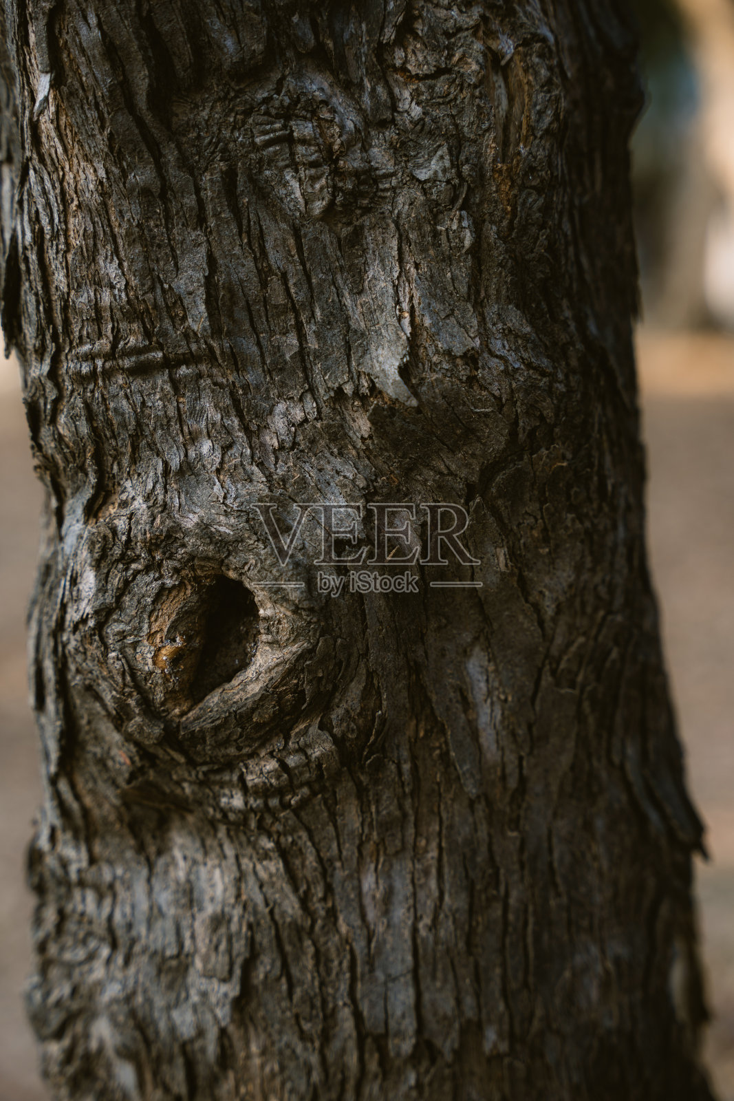 树的纹理照片摄影图片