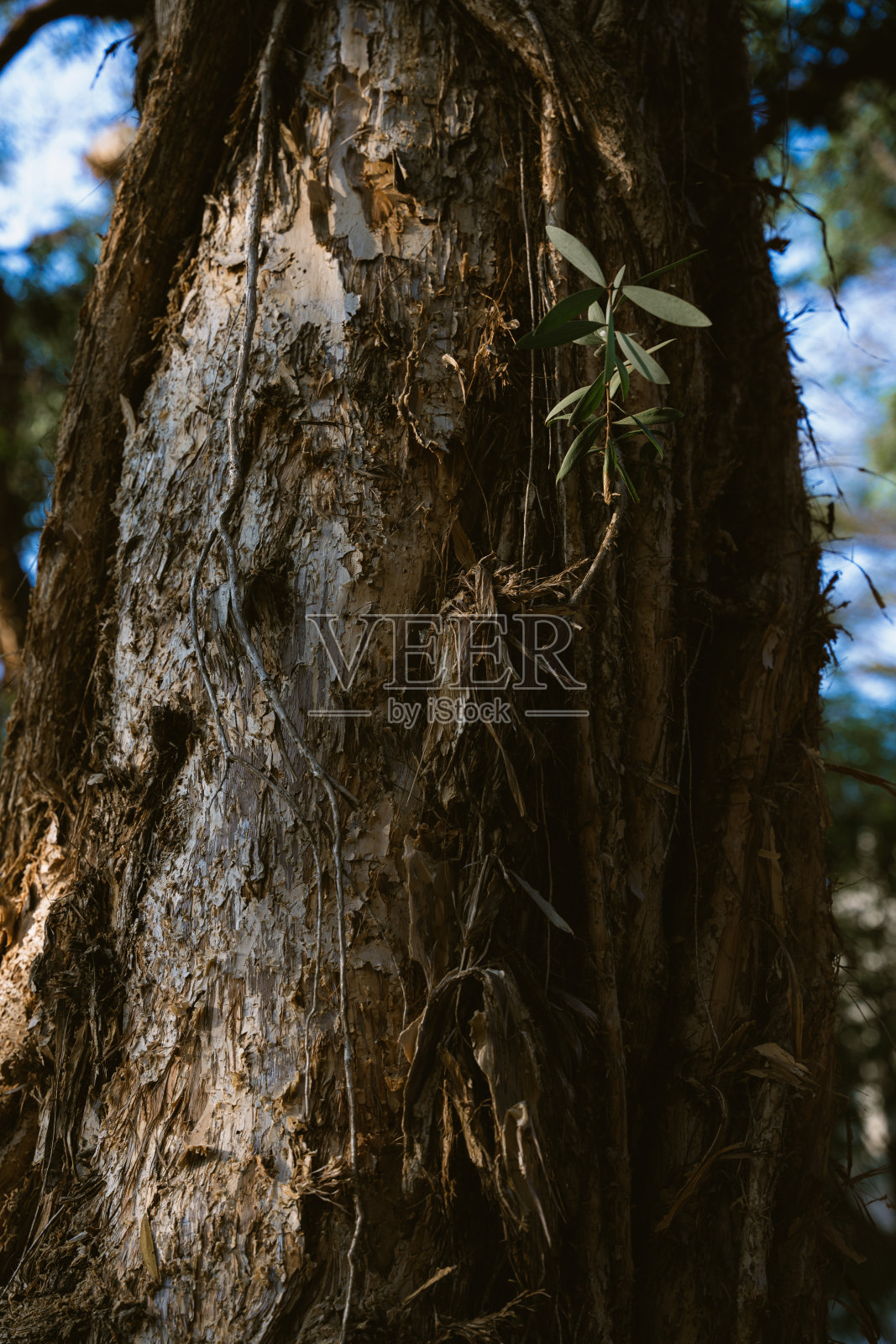 树的纹理照片摄影图片