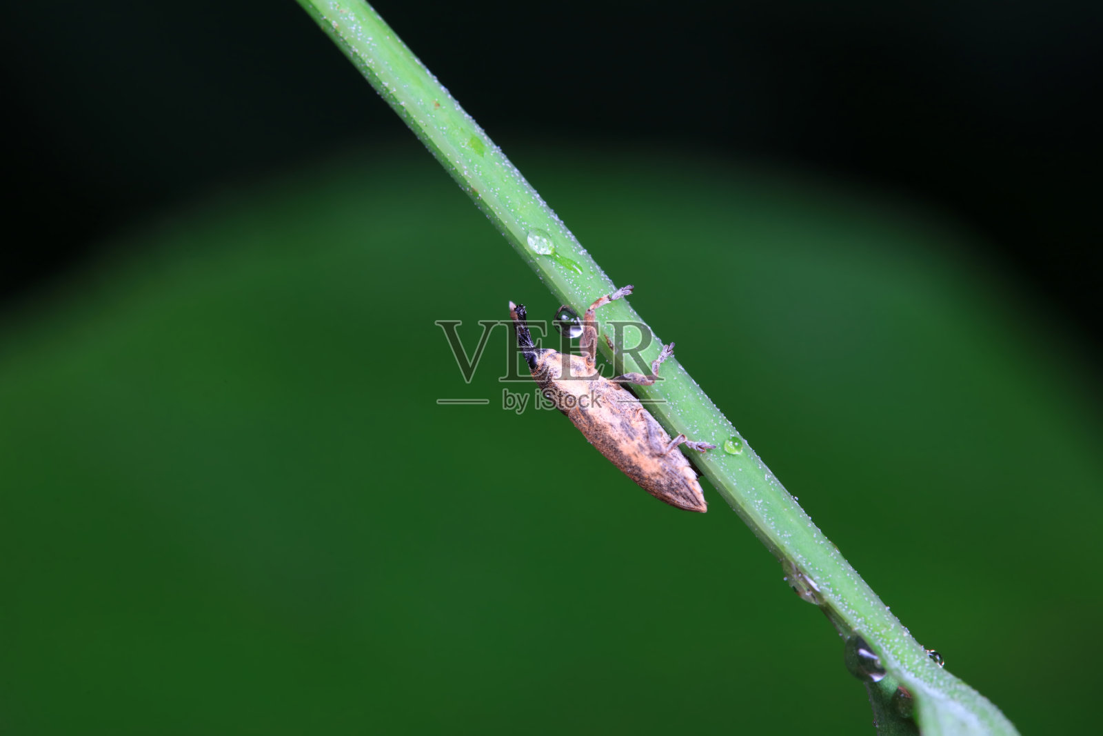 华北野生植物上的象鼻虫照片摄影图片