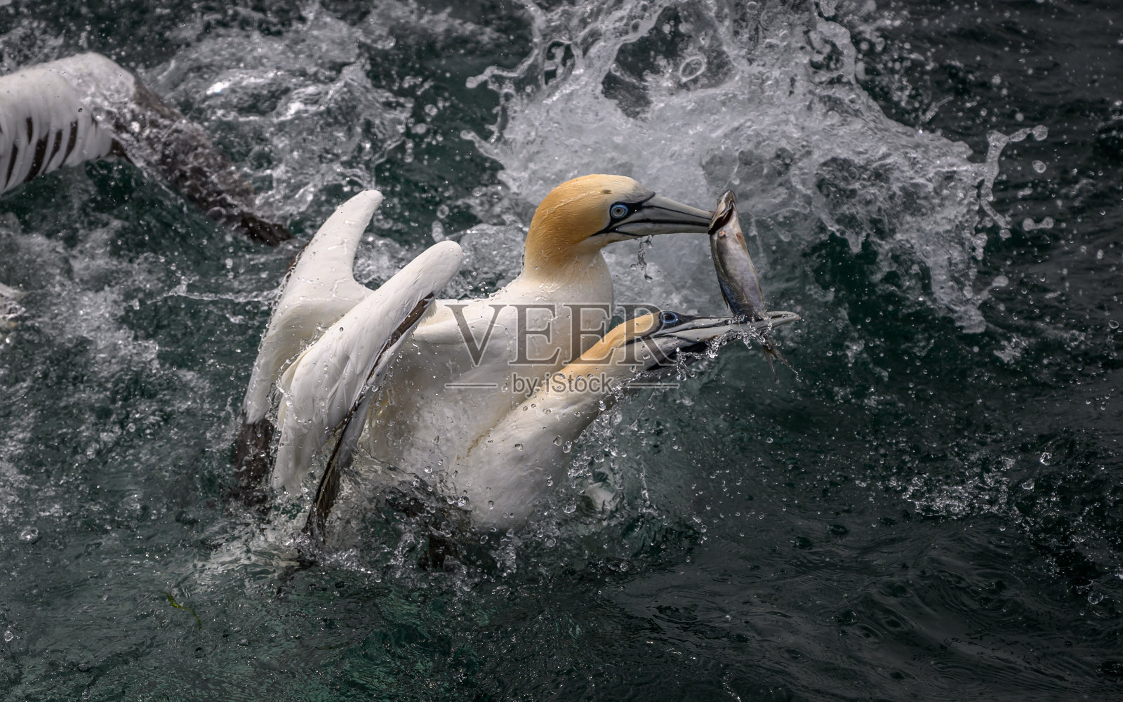 北方塘鹅在海里捕鱼照片摄影图片