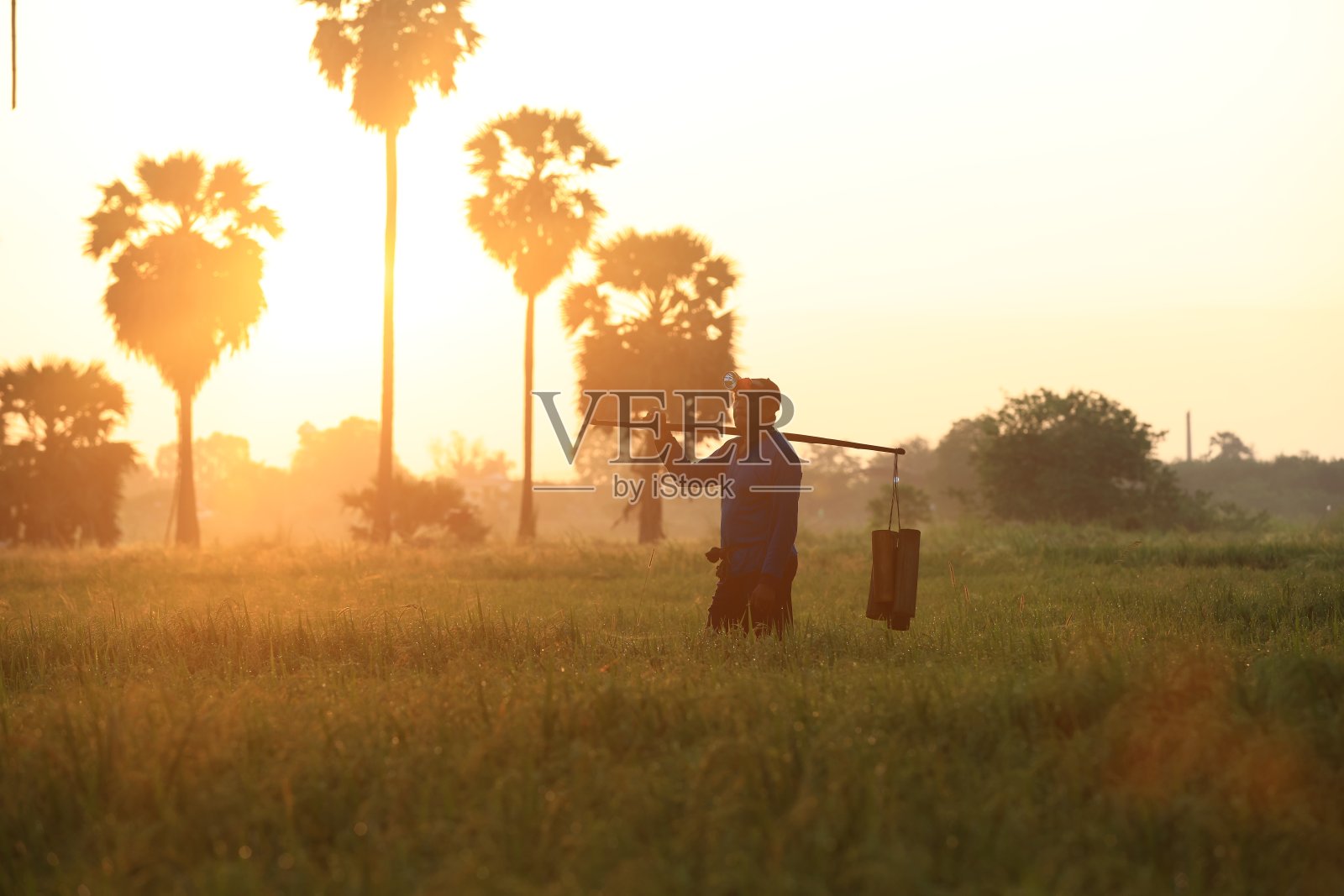 农民从棕榈中收集甜水，这是农民在稻田里的生活方式照片摄影图片