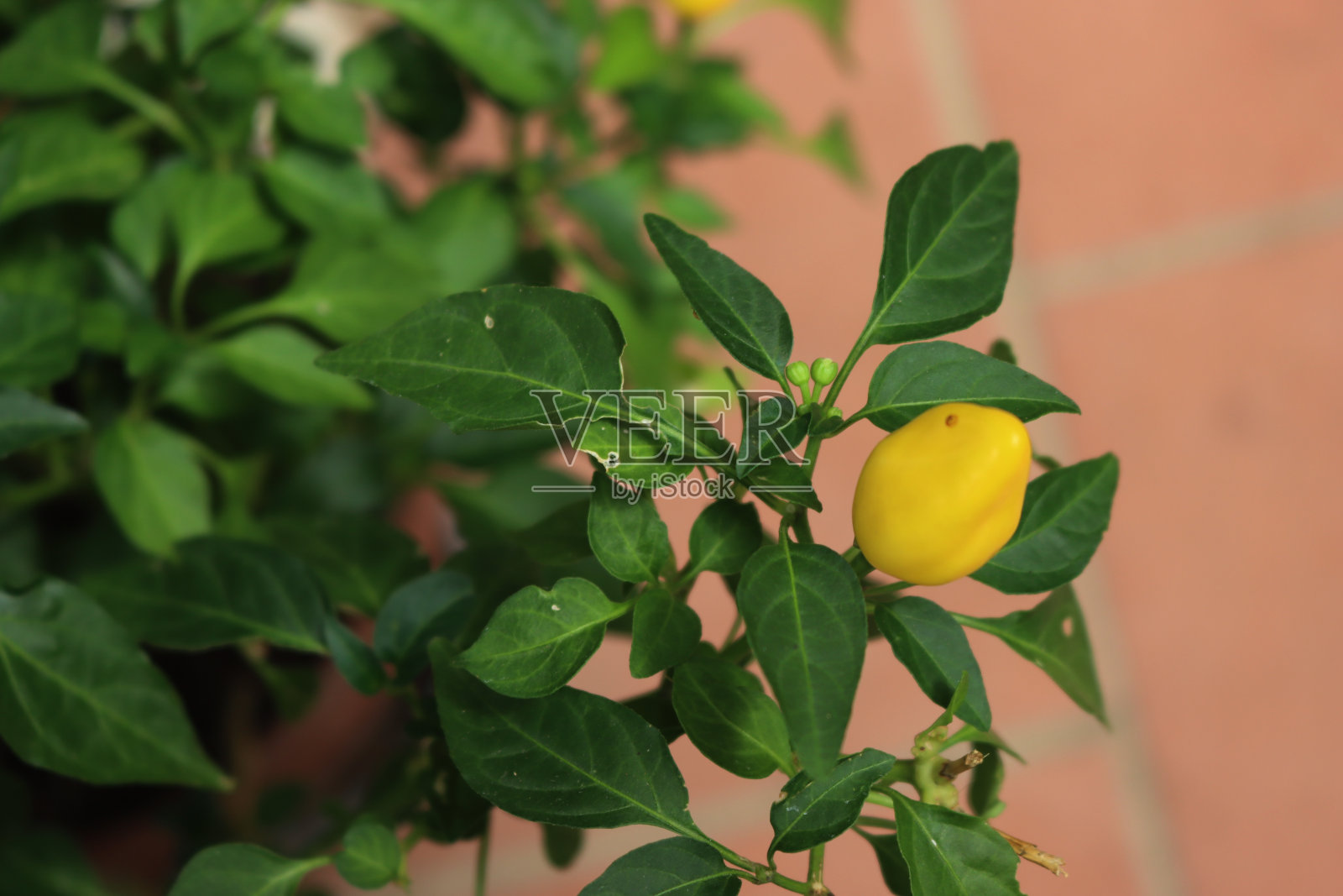 植物上的黄色迷你辣椒特写。东帝汶胡椒照片摄影图片