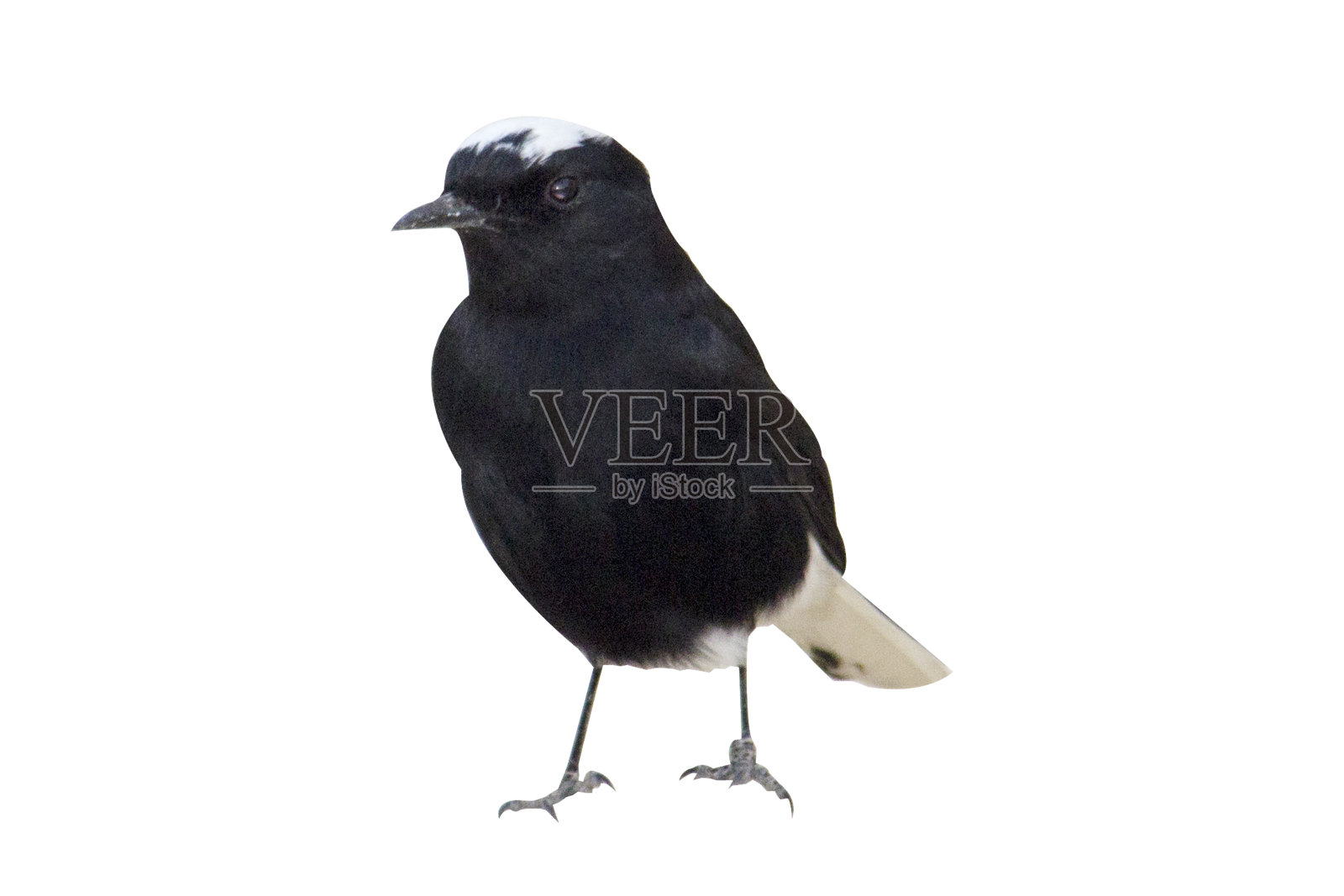 白顶鹟鸟 - 白色背景上的隔离照片摄影图片
