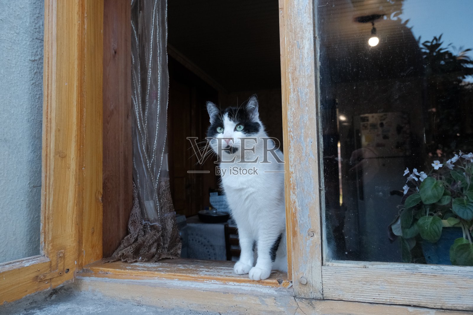 黑白猫。一只黑白相间的猫从一扇旧窗户后向外窥视。长着黑色“胡子”的猫脸照片摄影图片