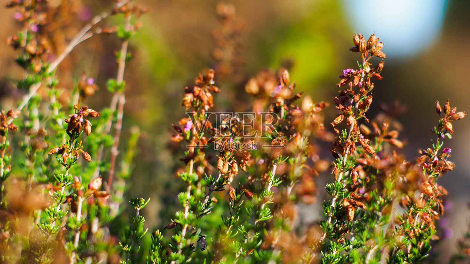bruyires和fougires野蛮人照片摄影图片