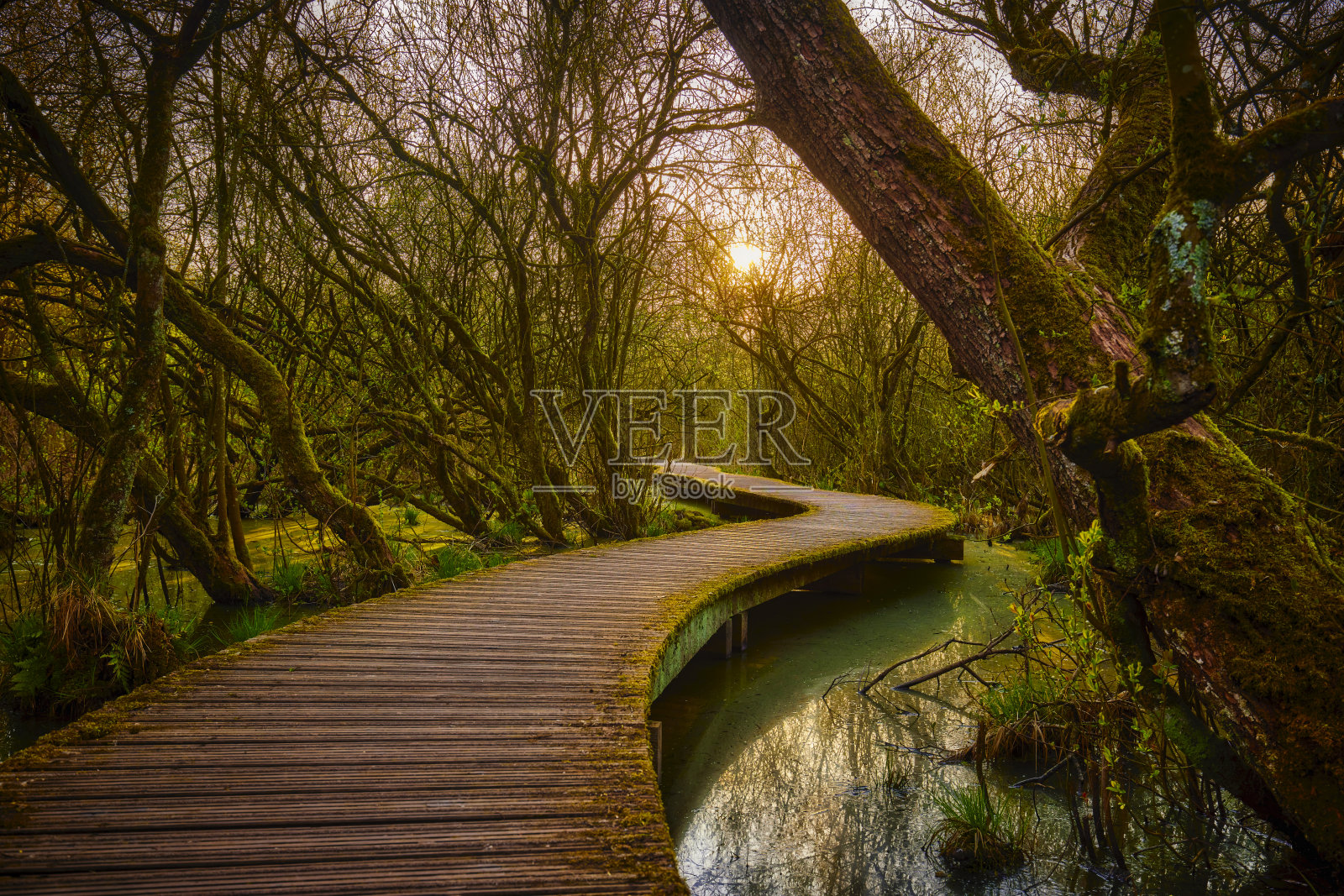 The half Zolenpad Moerputten, Den Bosch，荷兰，Swamp照片摄影图片