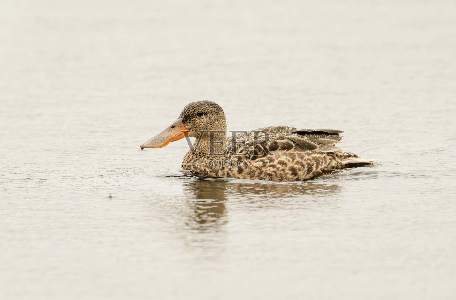 戈斯福斯公园自然保护区湖上的雌性雪鸭照片摄影图片