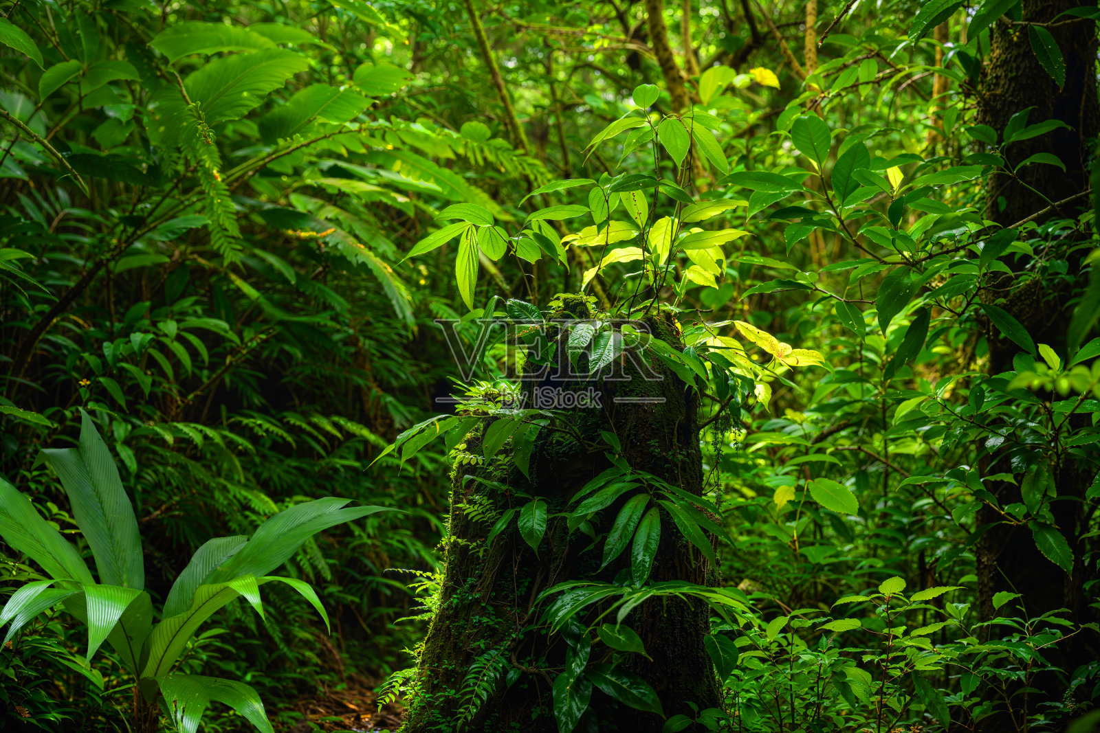 热带雨林照片摄影图片
