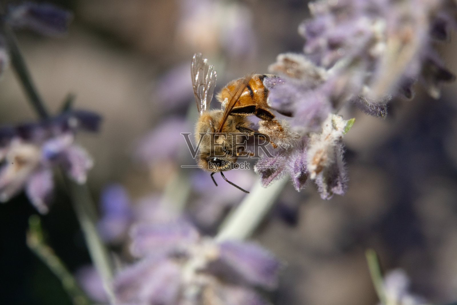 蜜蜂在俄罗斯鼠尾草照片摄影图片