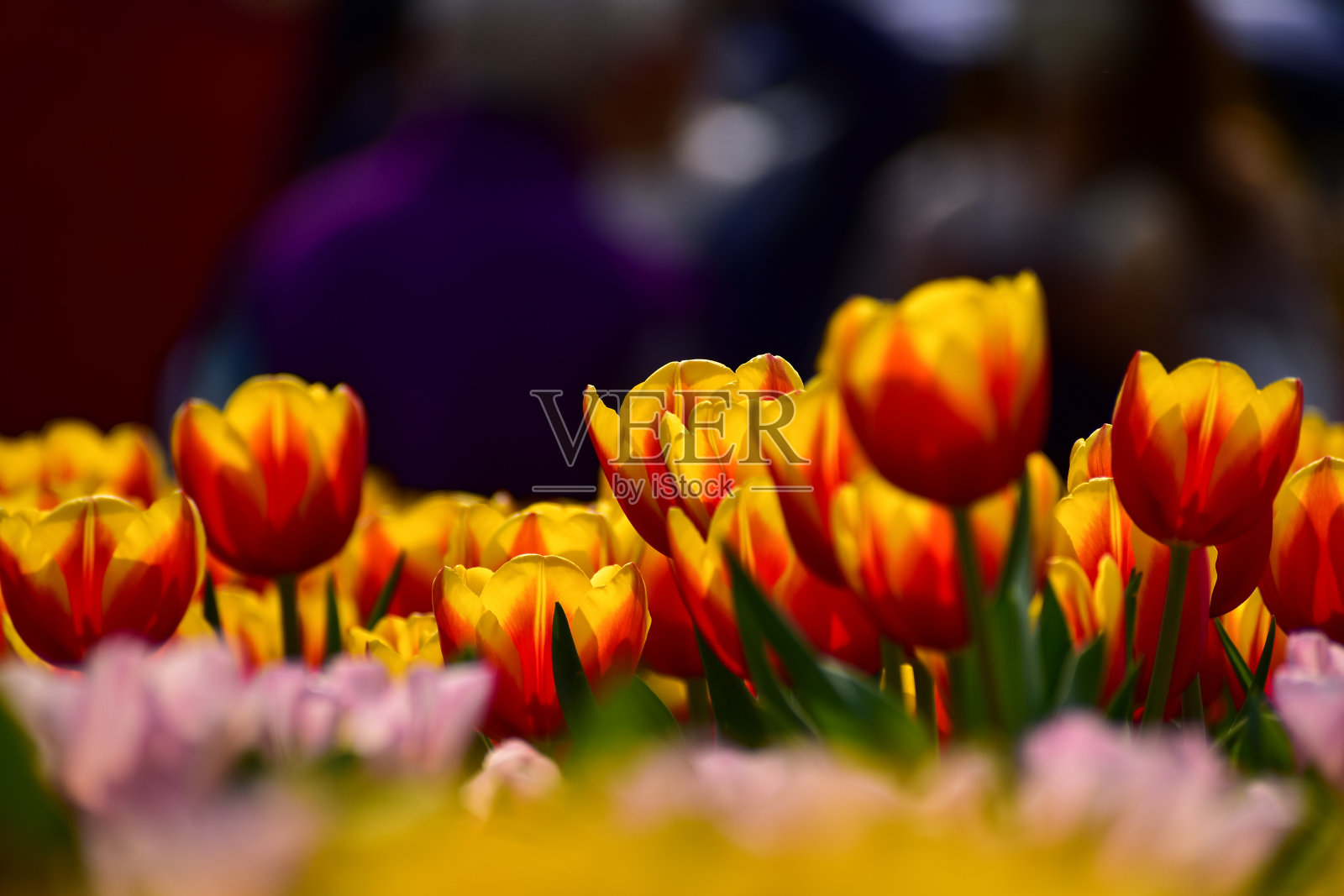 白天郁金香海中的红黄郁金香特写。照片摄影图片