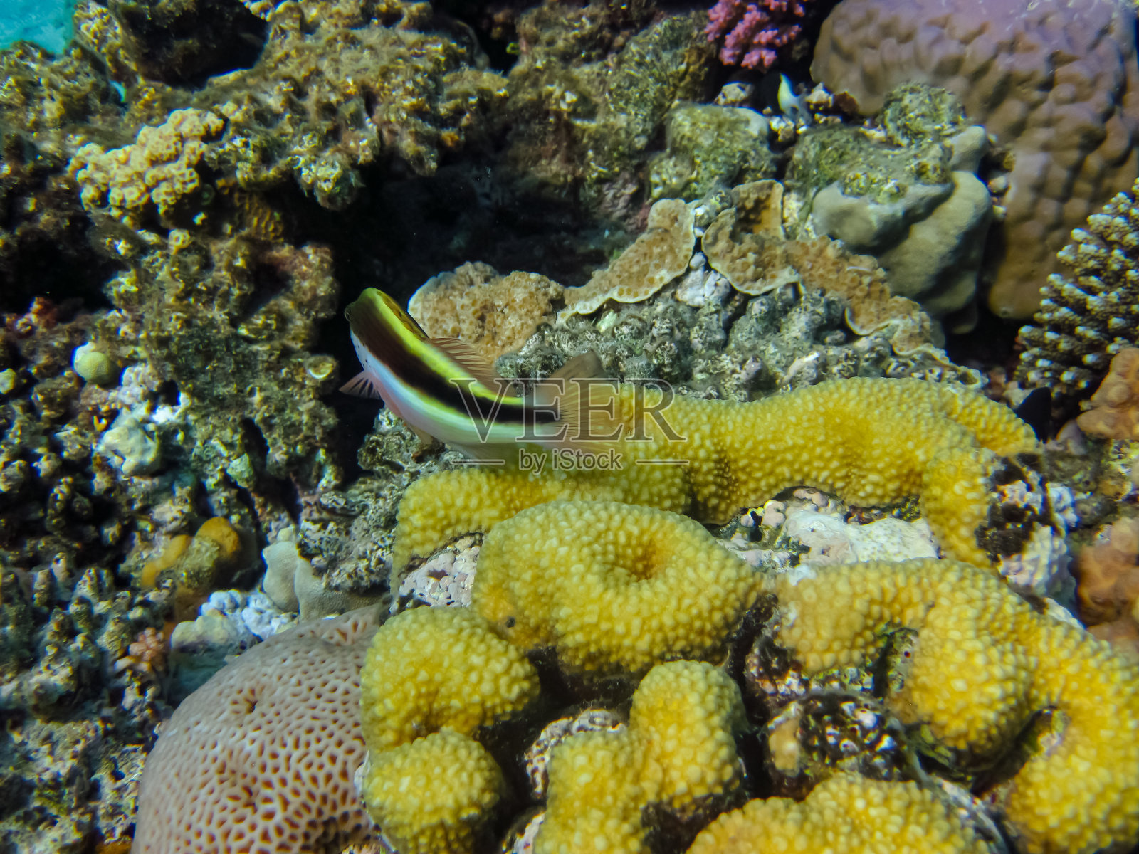 红海中的美丽珊瑚礁照片摄影图片