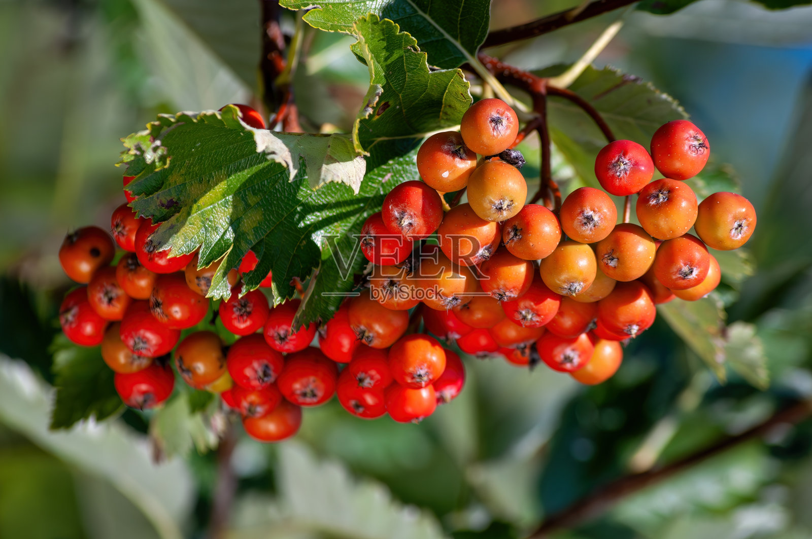 充满活力的浆果粘在树枝上照片摄影图片