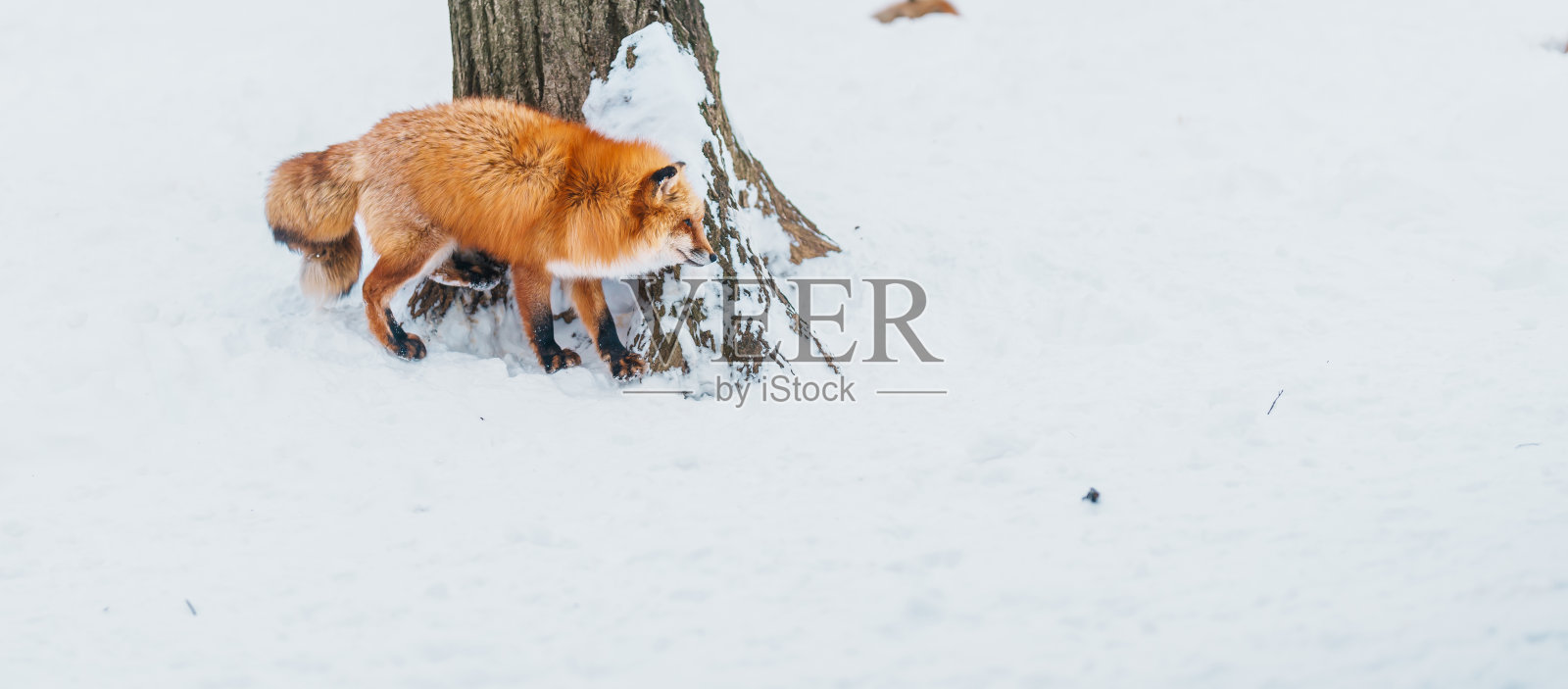 可爱的狐狸在冬天的雪地上照片摄影图片