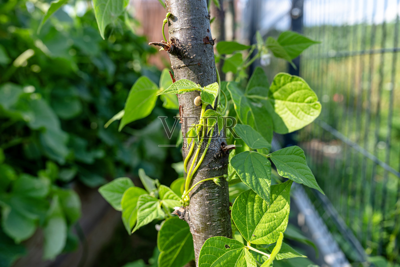 爬山豆在自家花园的枝头缠绕，初春。照片摄影图片