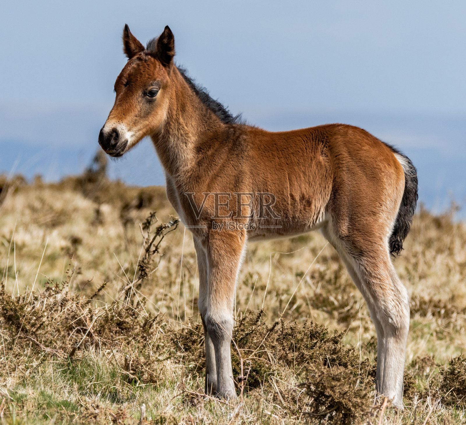 荒原小马驹。照片摄影图片