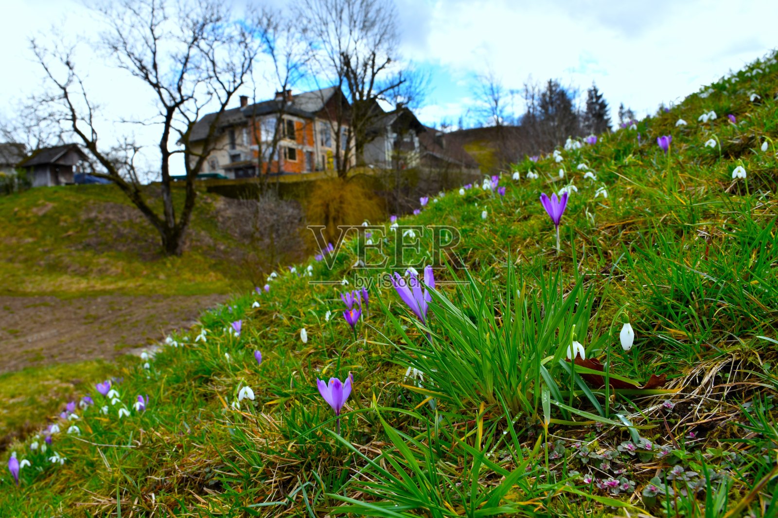 紫色的春天藏红花在选择性焦点和房屋的背景照片摄影图片