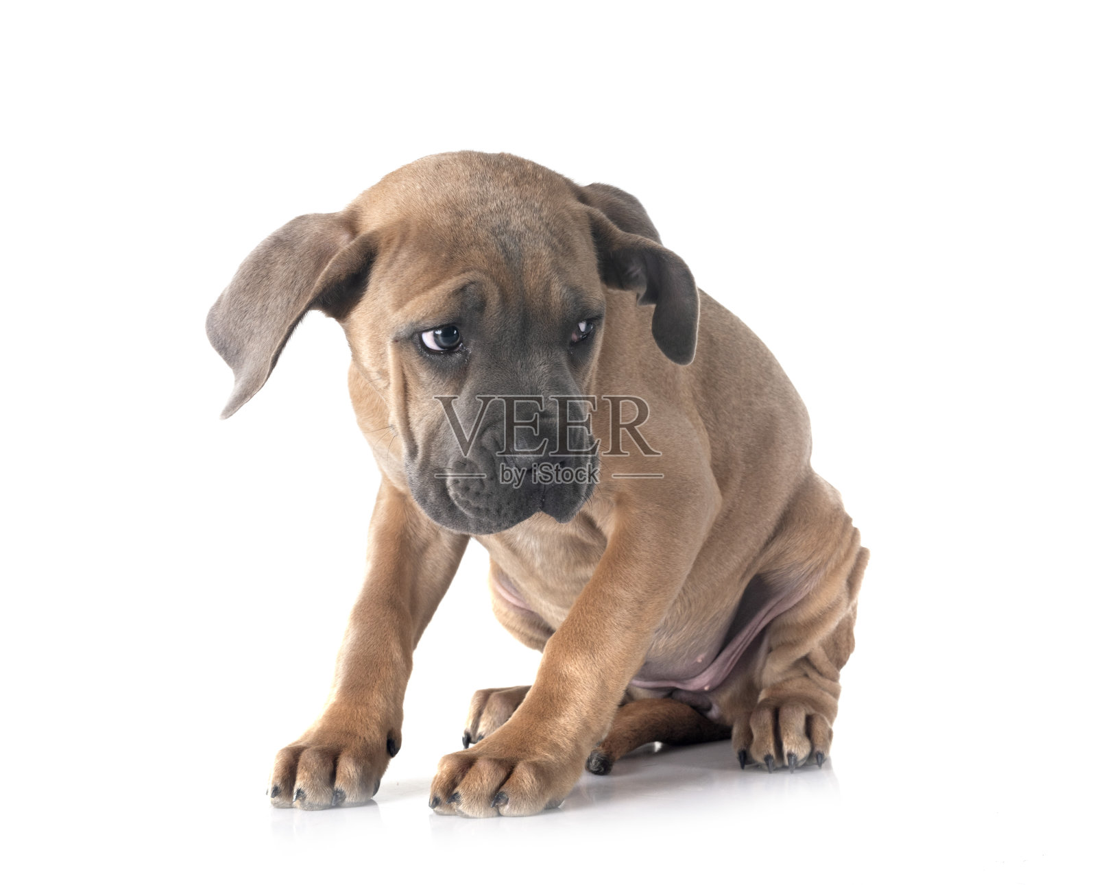 卡斯罗犬幼犬照片摄影图片