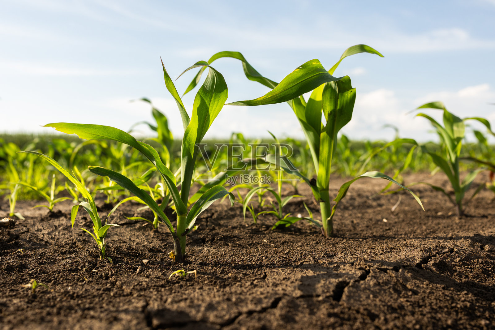 有机玉米田特写照片摄影图片
