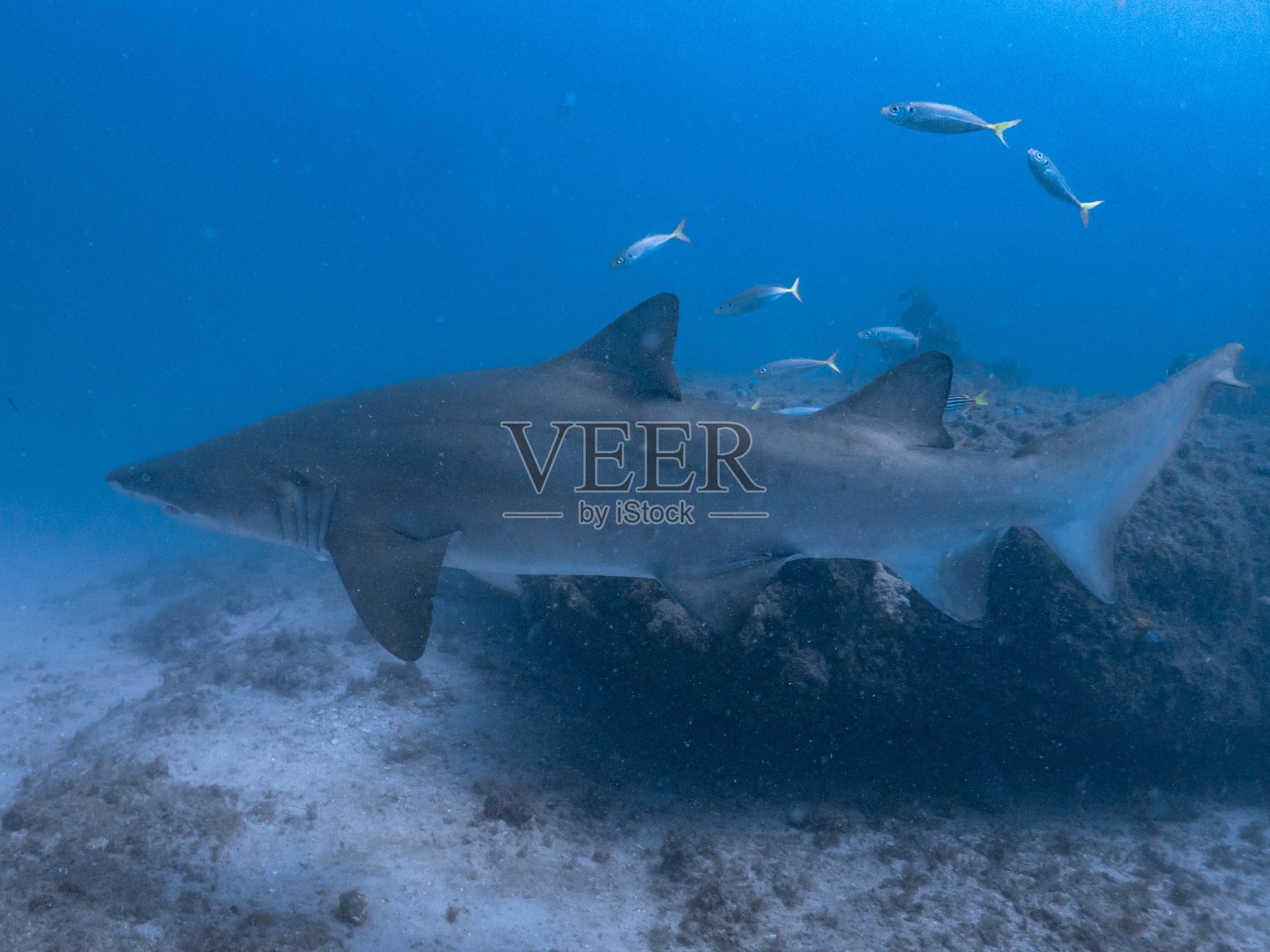 杰维斯湾的灰护士鲨照片摄影图片