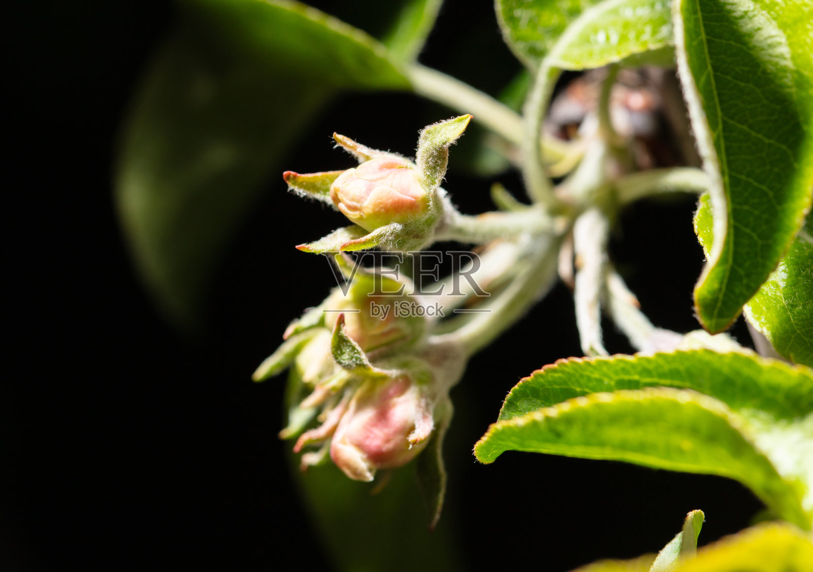 在黑色背景上孤立的苹果树花。特写镜头照片摄影图片