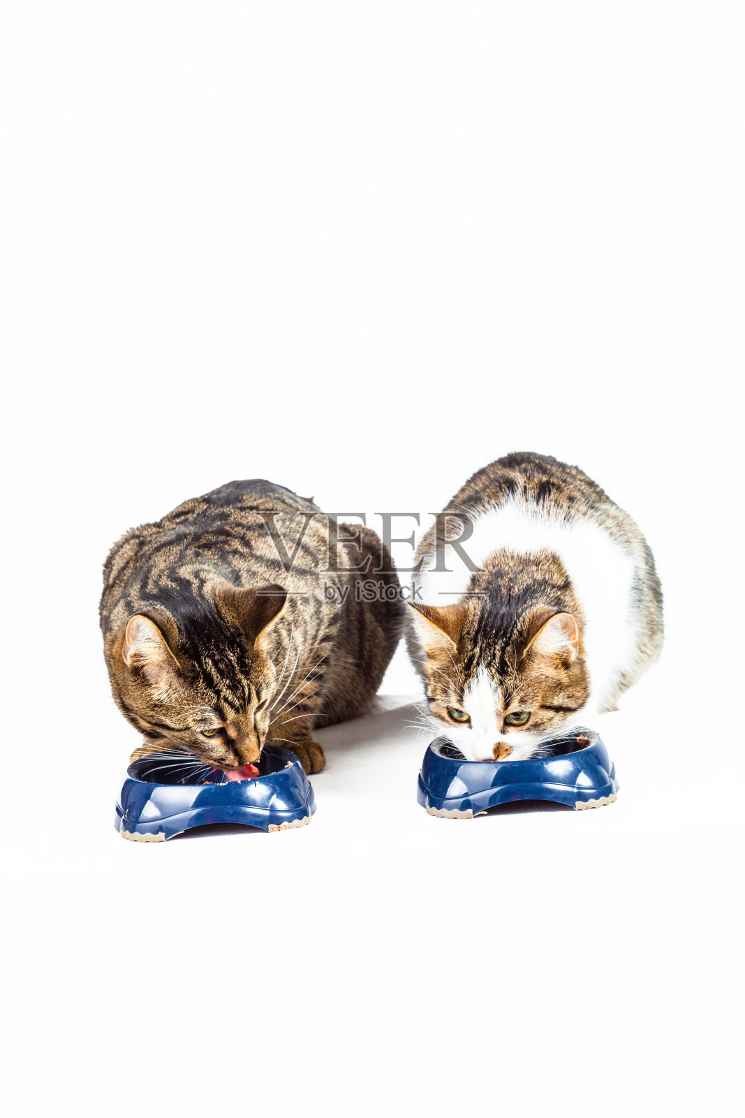 两只猫在吃饭照片摄影图片