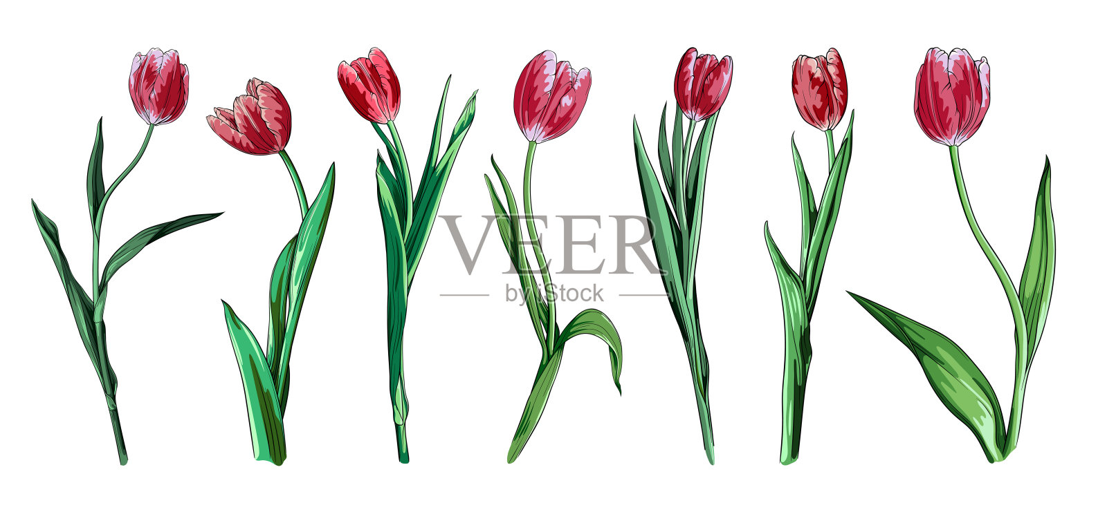 矢量集优雅的紫色郁金香在一个长茎插画图片素材