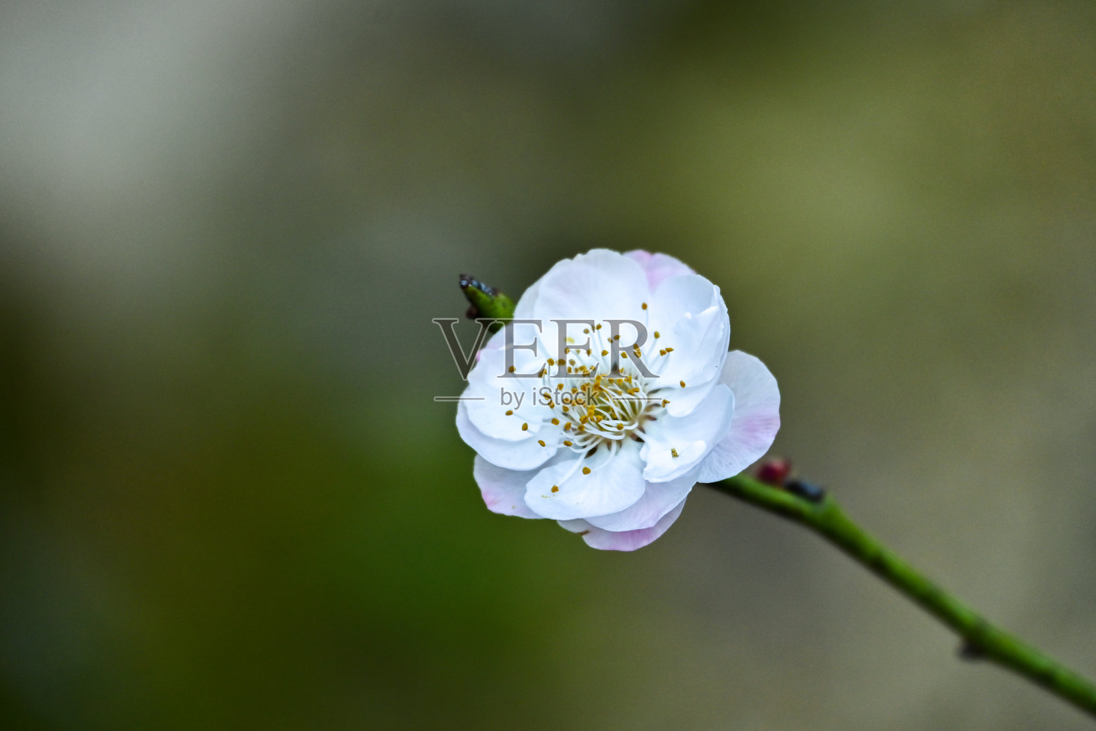 樱花照片摄影图片