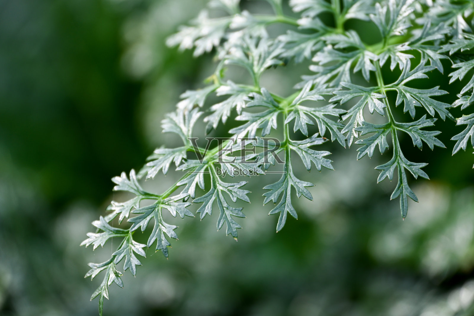 绿色植物照片摄影图片