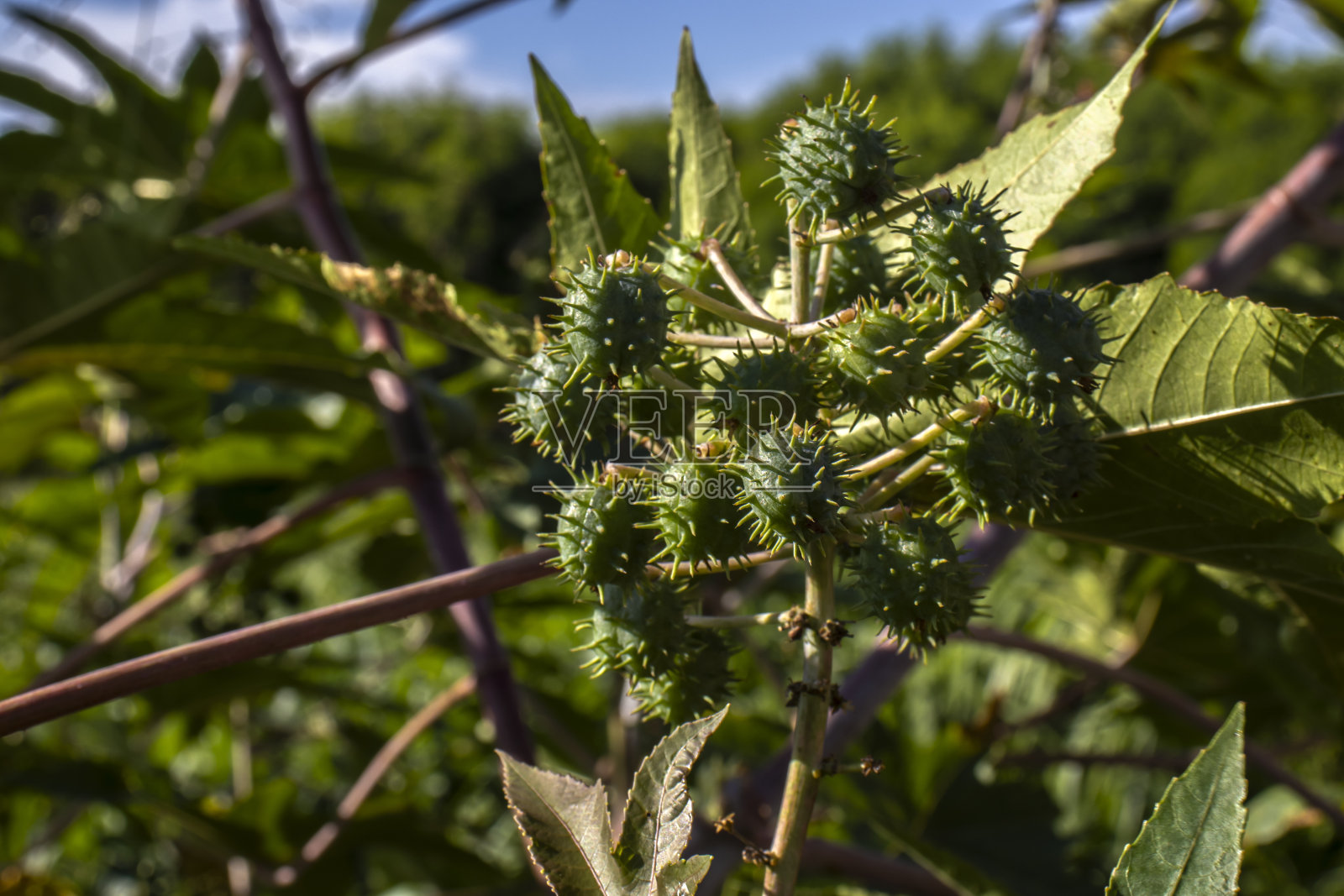 在巴西的田地里种植蓖麻豆。照片摄影图片