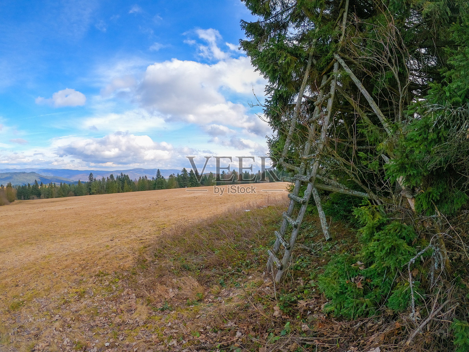 老青苔覆盖的原木梯子斜靠在树上。斯洛伐克春天的奥斯利山。照片摄影图片