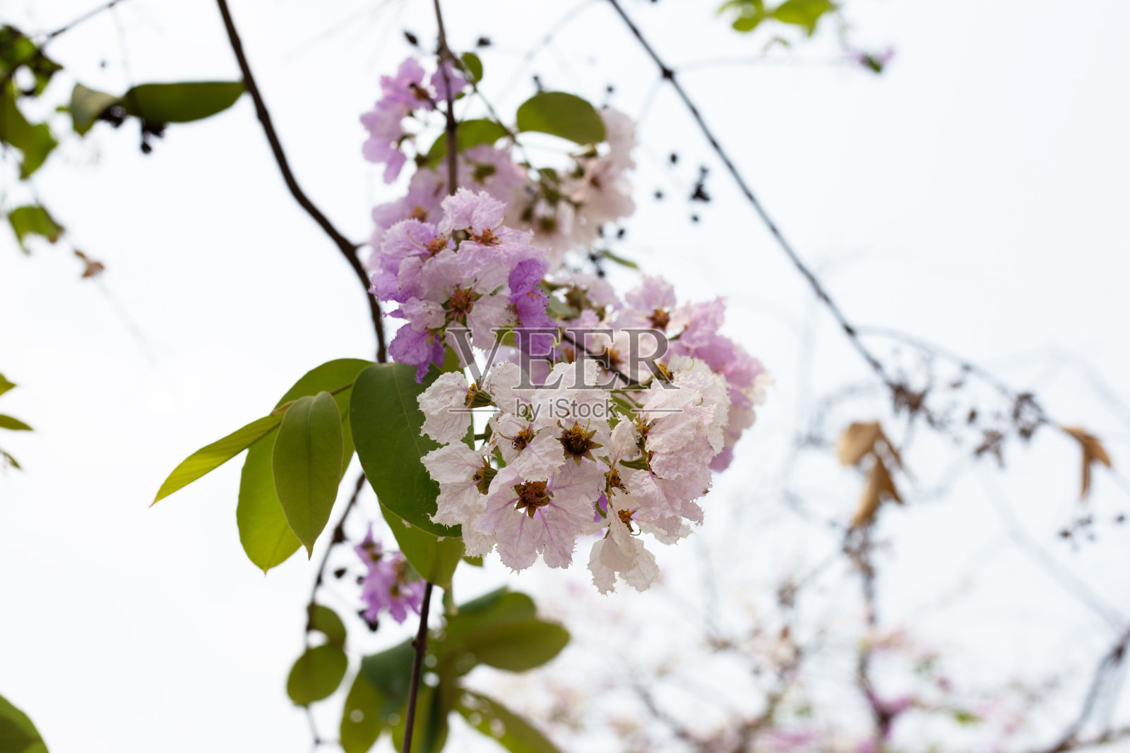 泰国梧桐树(Lagerstroemia loudonii Teijsm and Binn)照片摄影图片