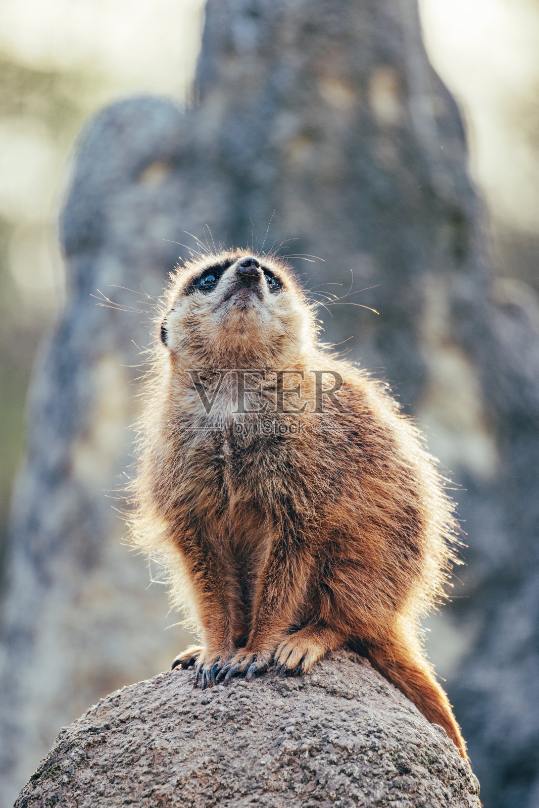 猫鼬的动物肖像照片摄影图片