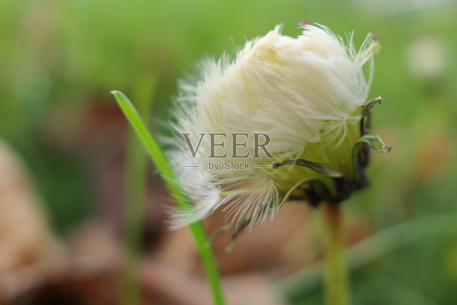 草地上的蒲公英特写照片摄影图片