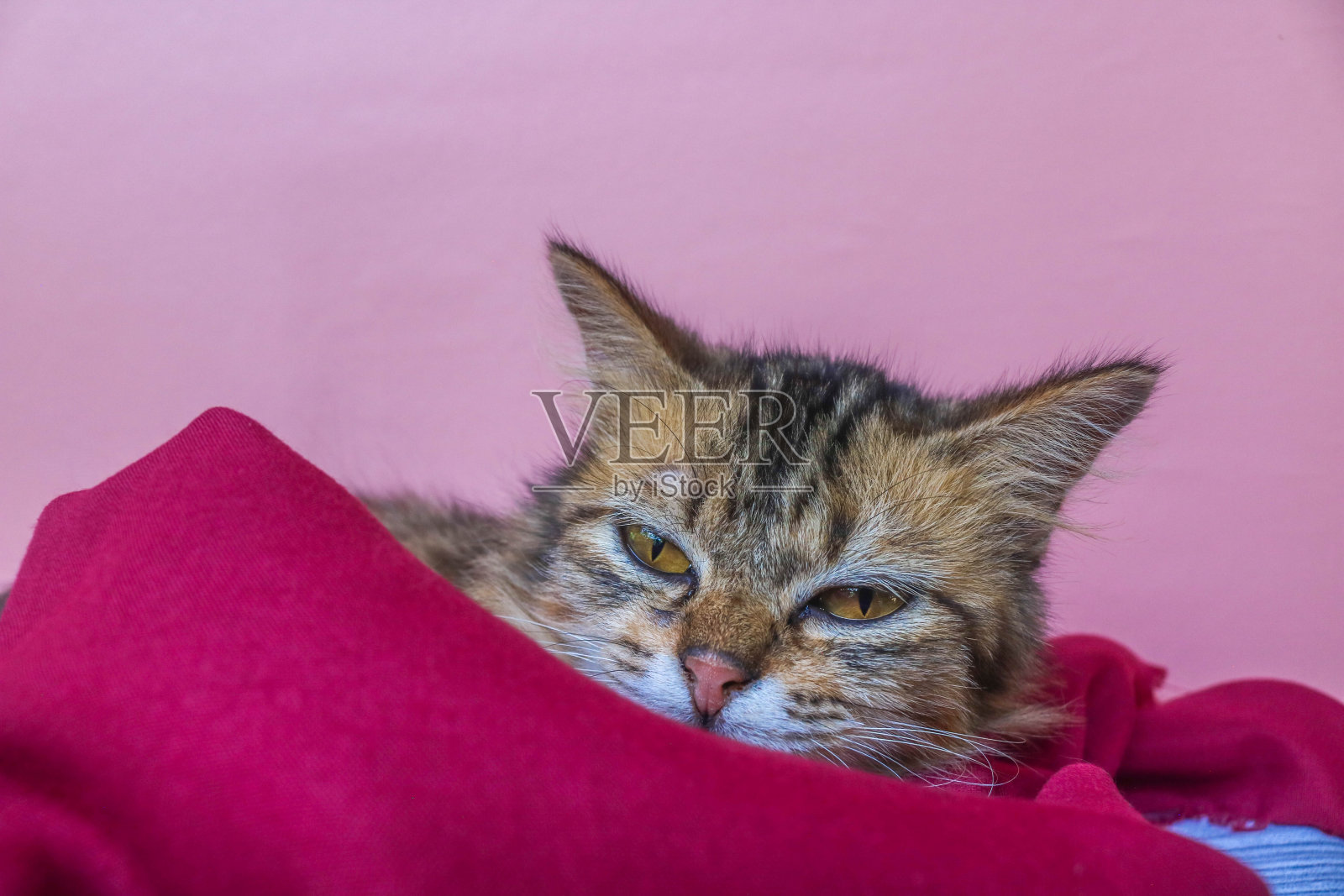 棕色缅因猫睡在红色毯子上，粉红色的背景孤立。穿红布的猫照片摄影图片